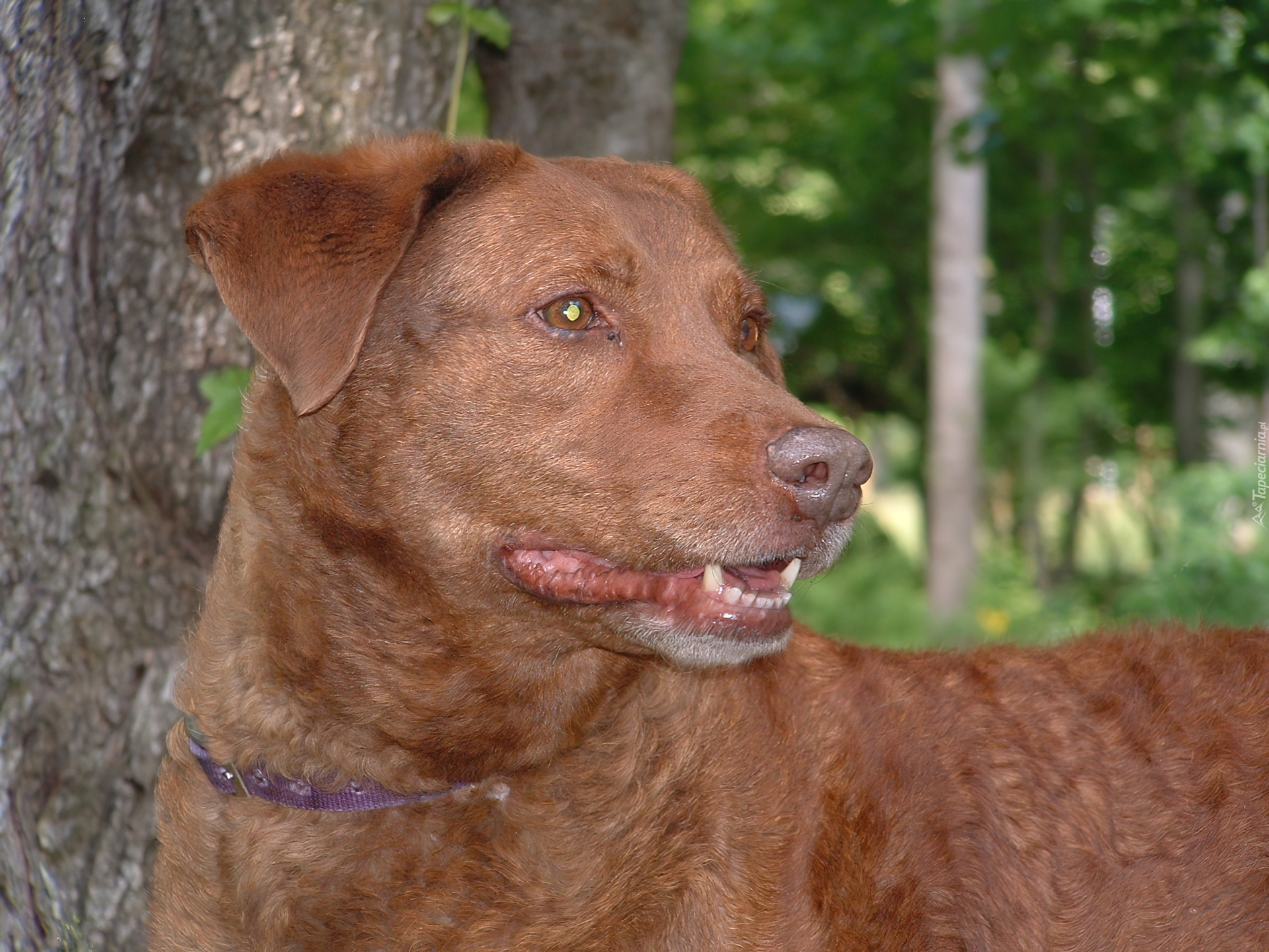 Głowa, Chesapeake Bay retrievera