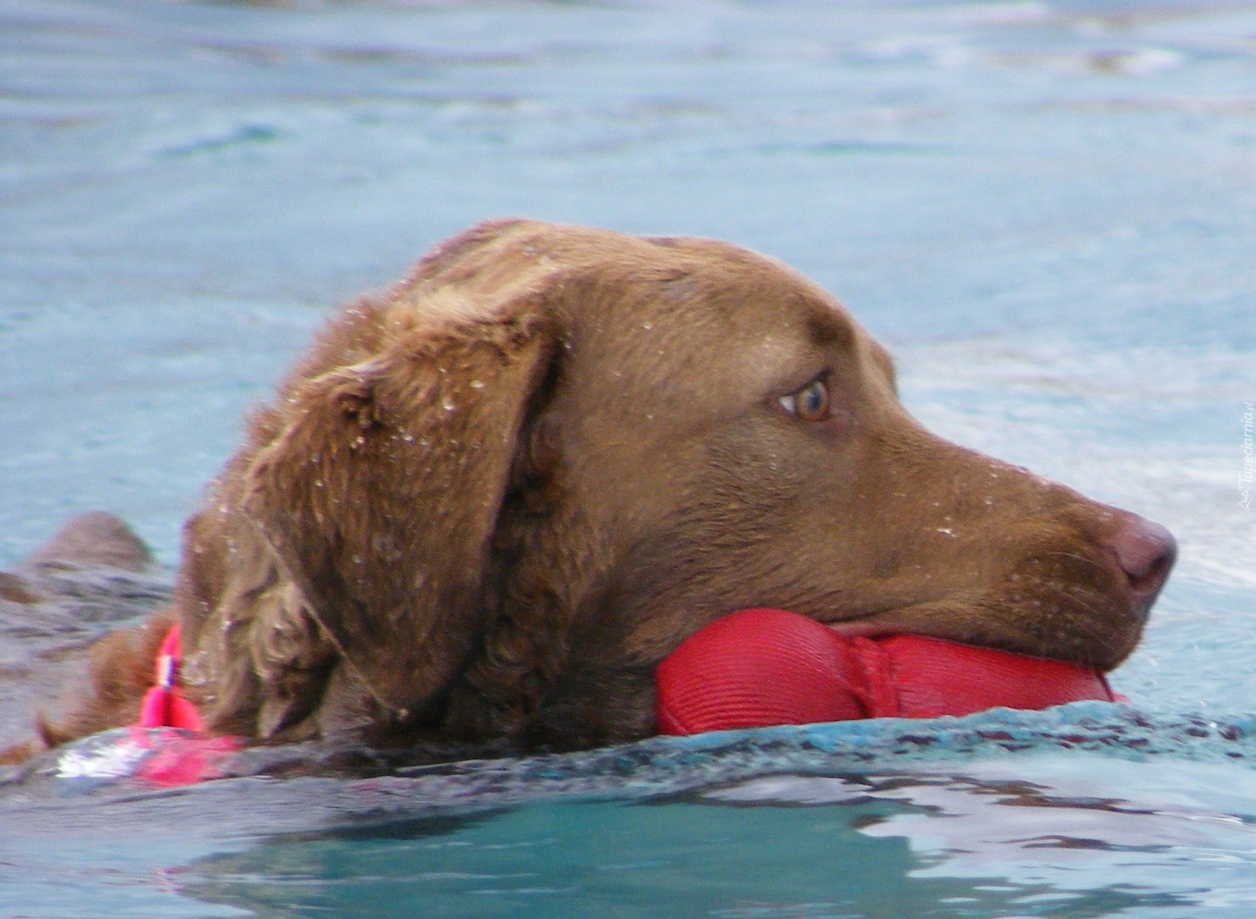 Aportujący, Chesapeake Bay retriever, woda