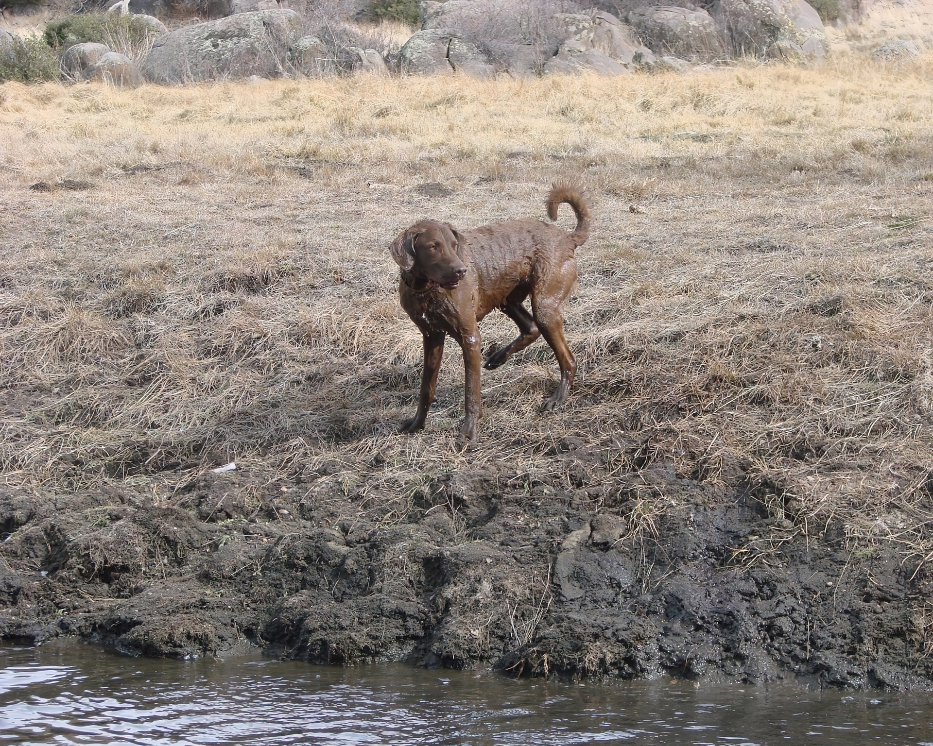 Mokry, Chesapeake Bay retriever