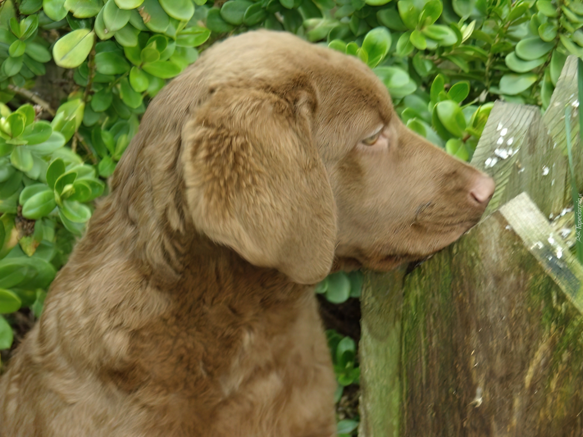 Chesapeake Bay retriever, Szczeniak