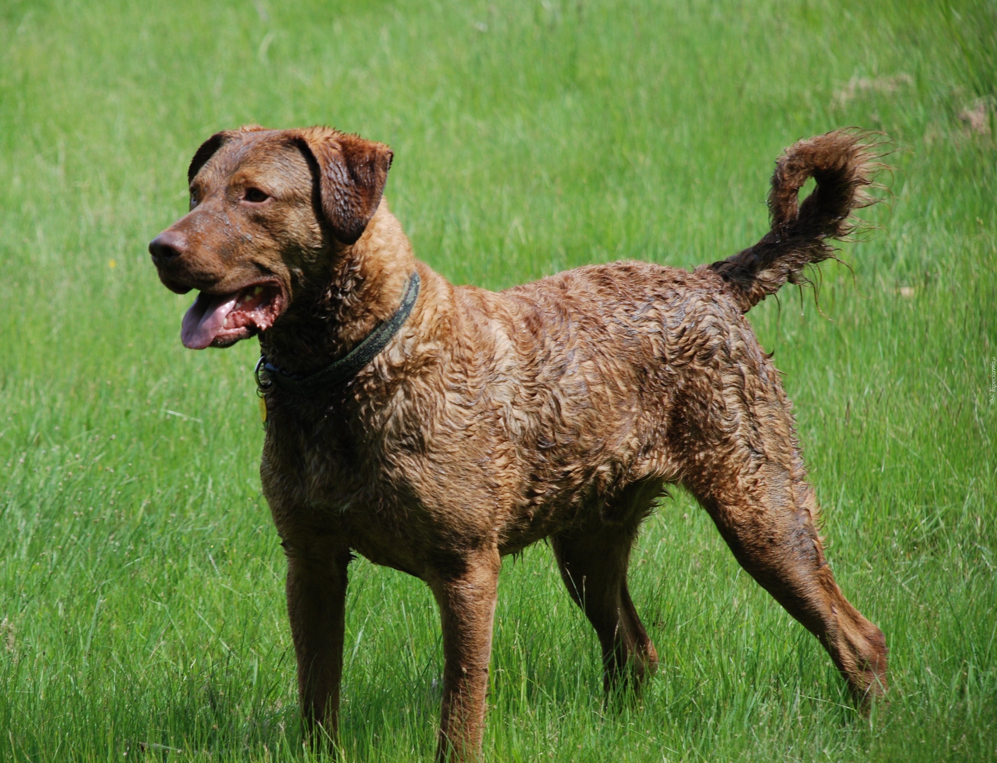 Piękny, duży, Chesapeake Bay retriever