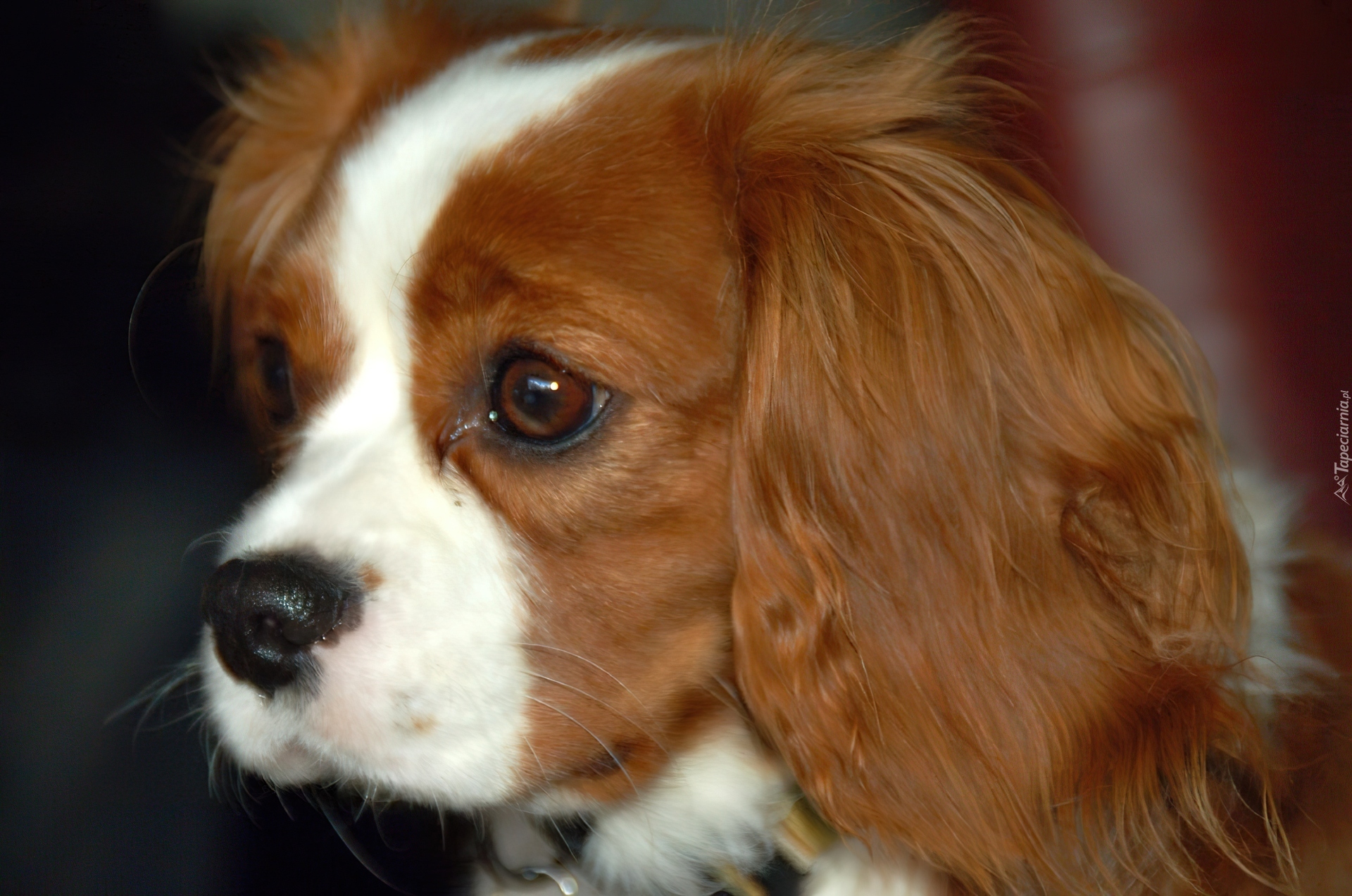 Rudo-biały, King Charles Spaniel