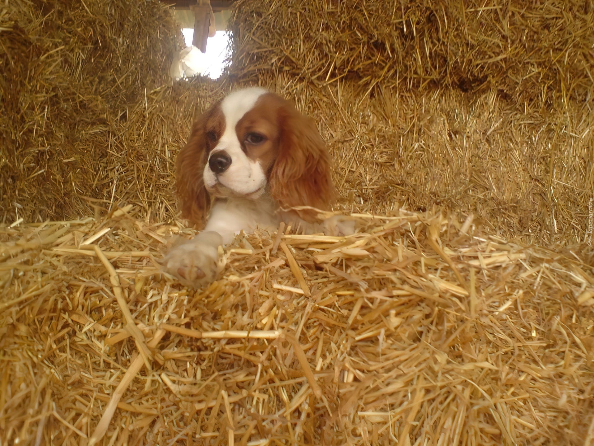 King Charles Spaniel, siano