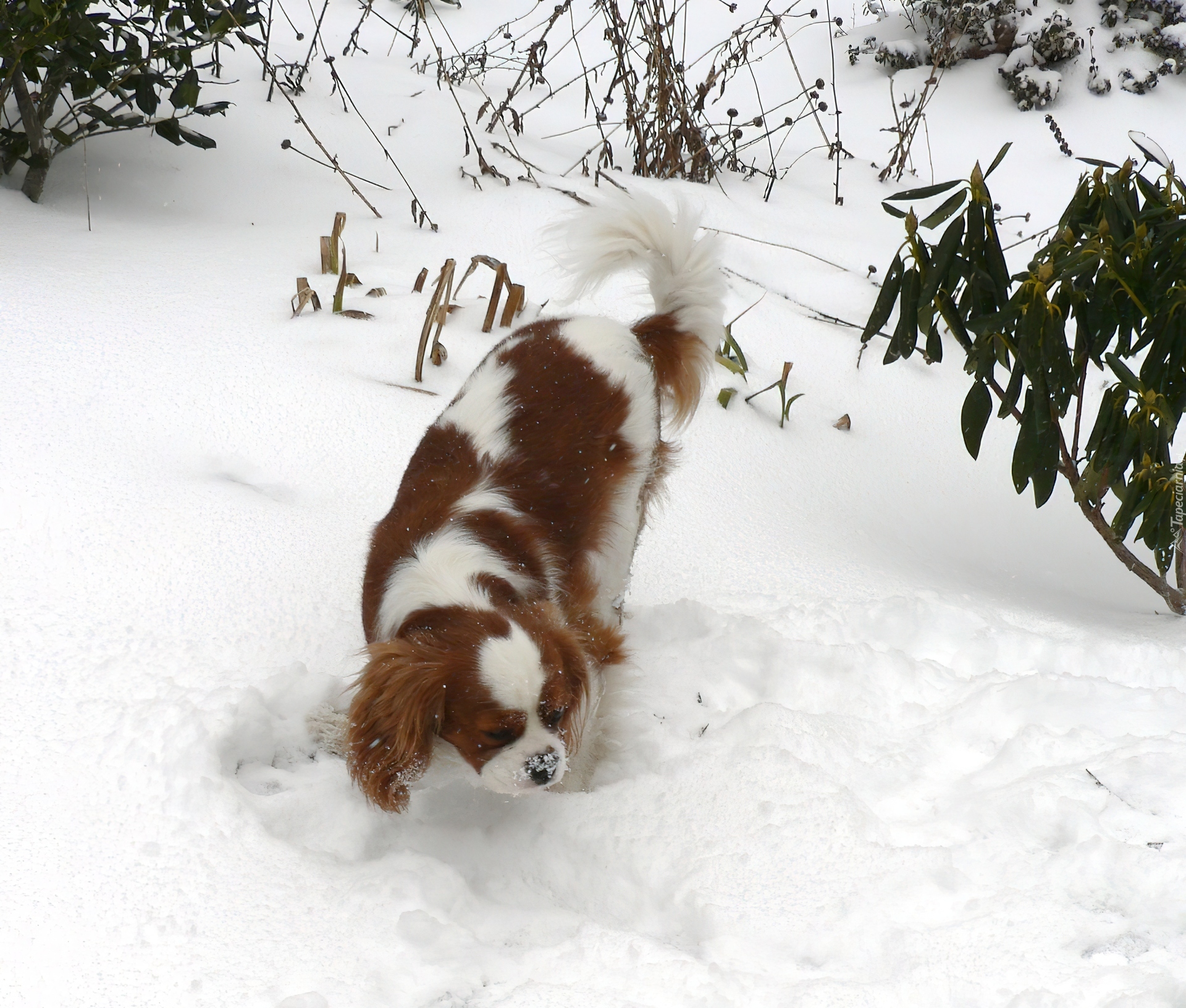 Rudo-biały, King Charles Spaniel, śnieg