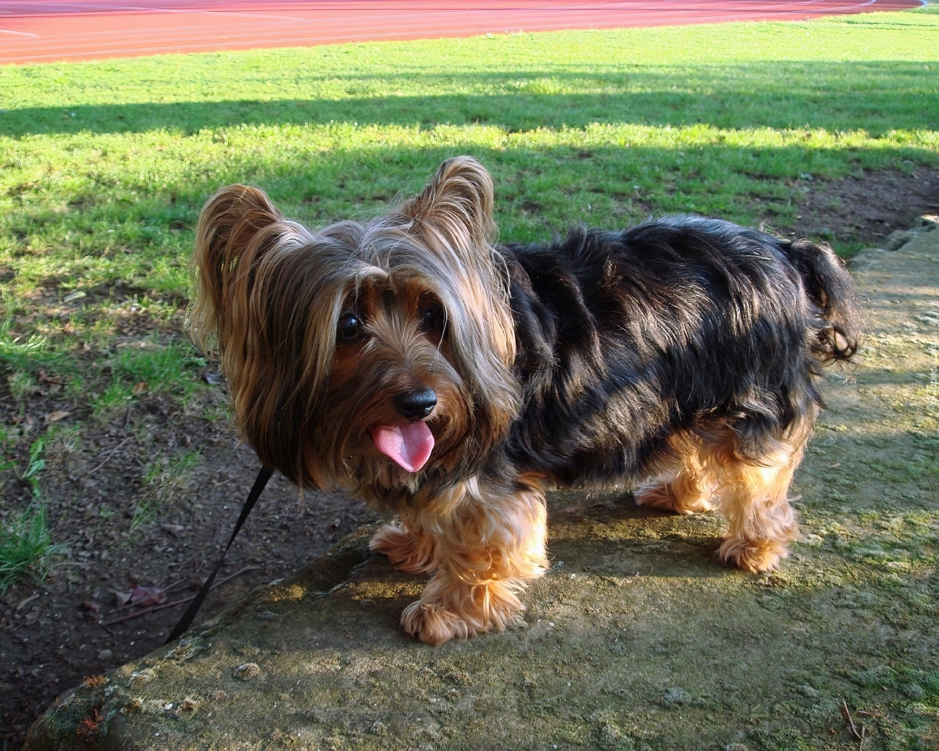 Australian Silky Terrier