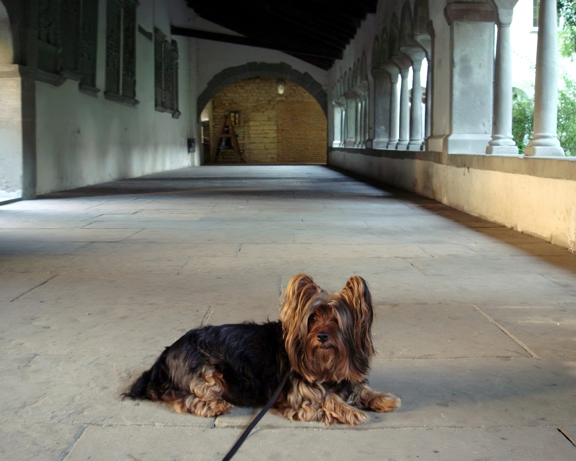 Leżący, Australian Silky Terrier, smycz