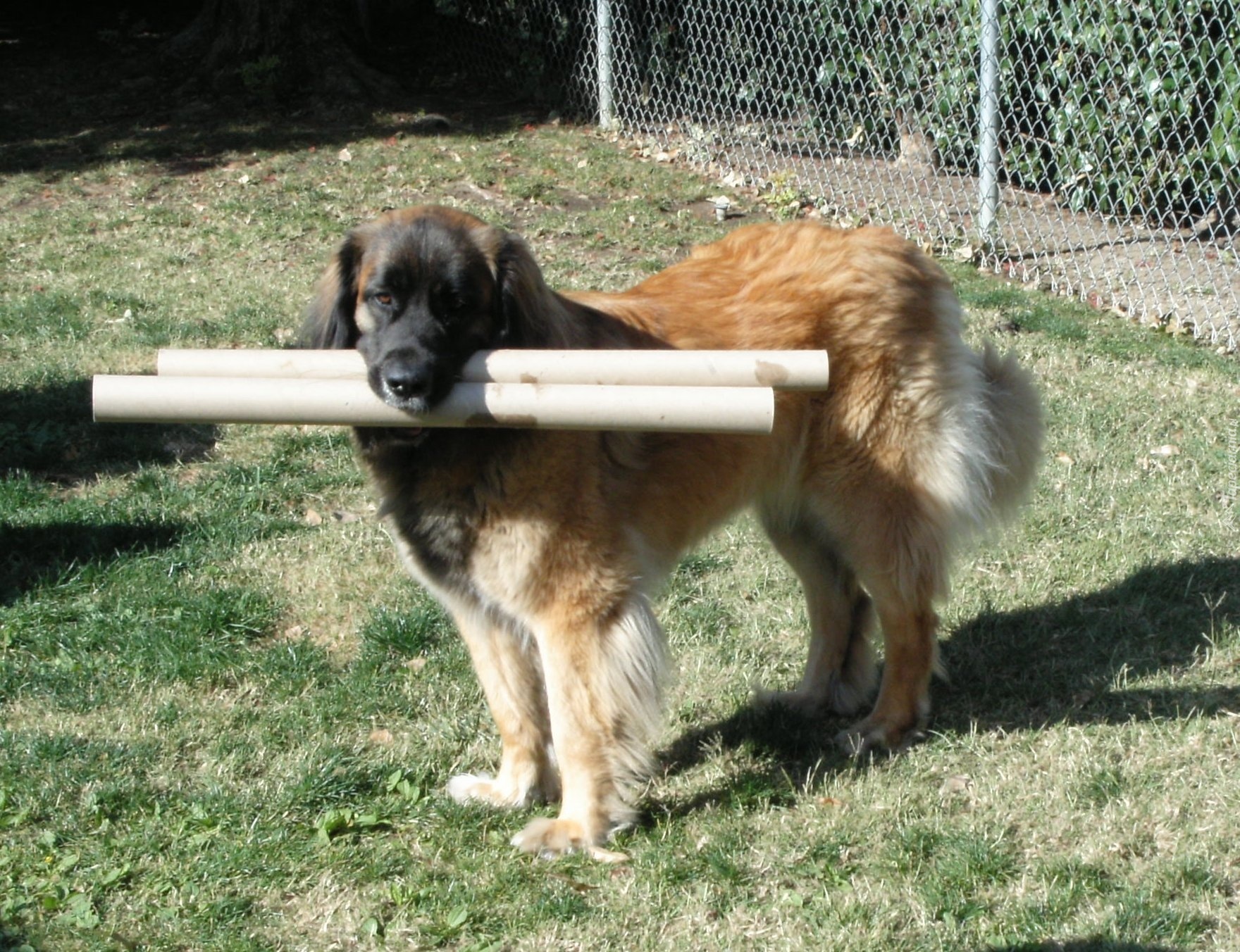 Aportujący, Leonberger