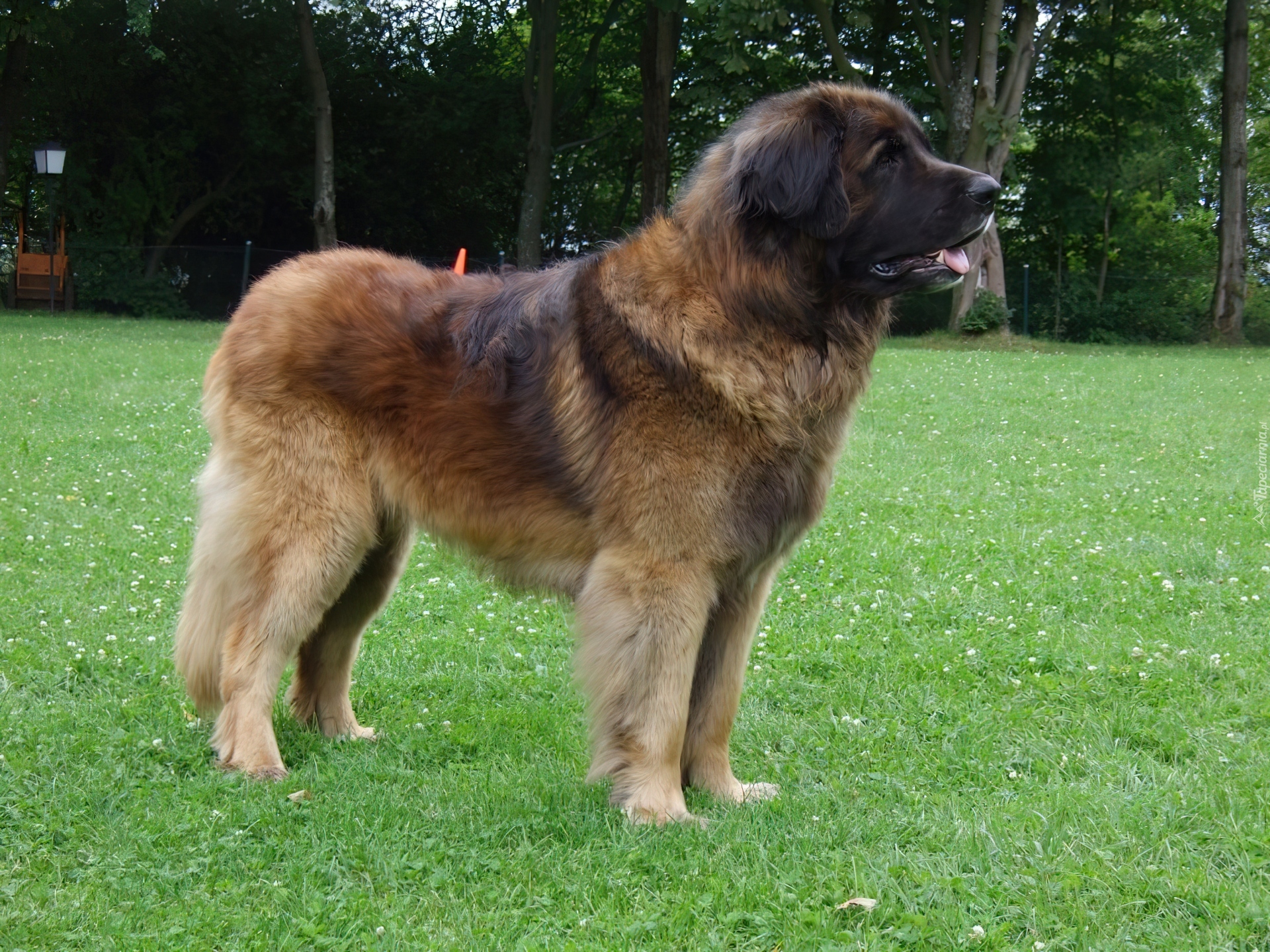 Leonberger, zielona, trawa