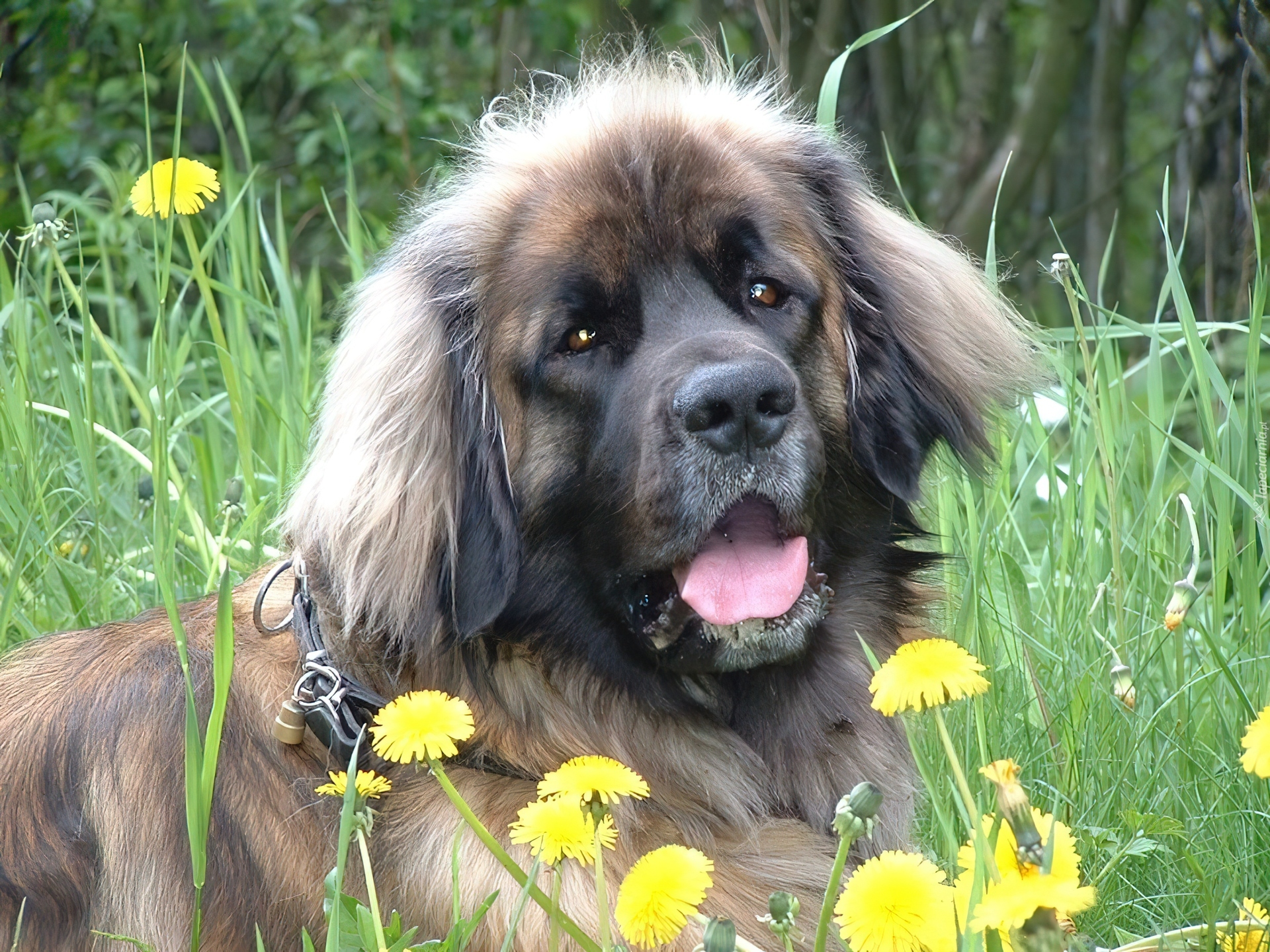 Leonberger, żółte, kwiatki