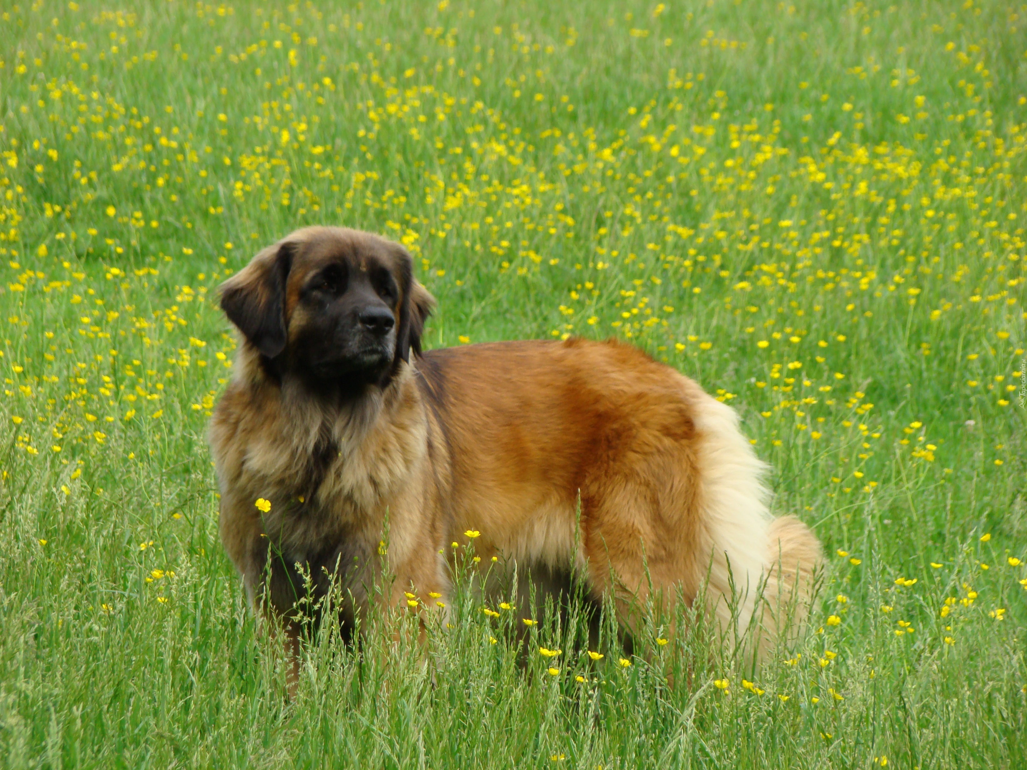 Duży, Leonberger