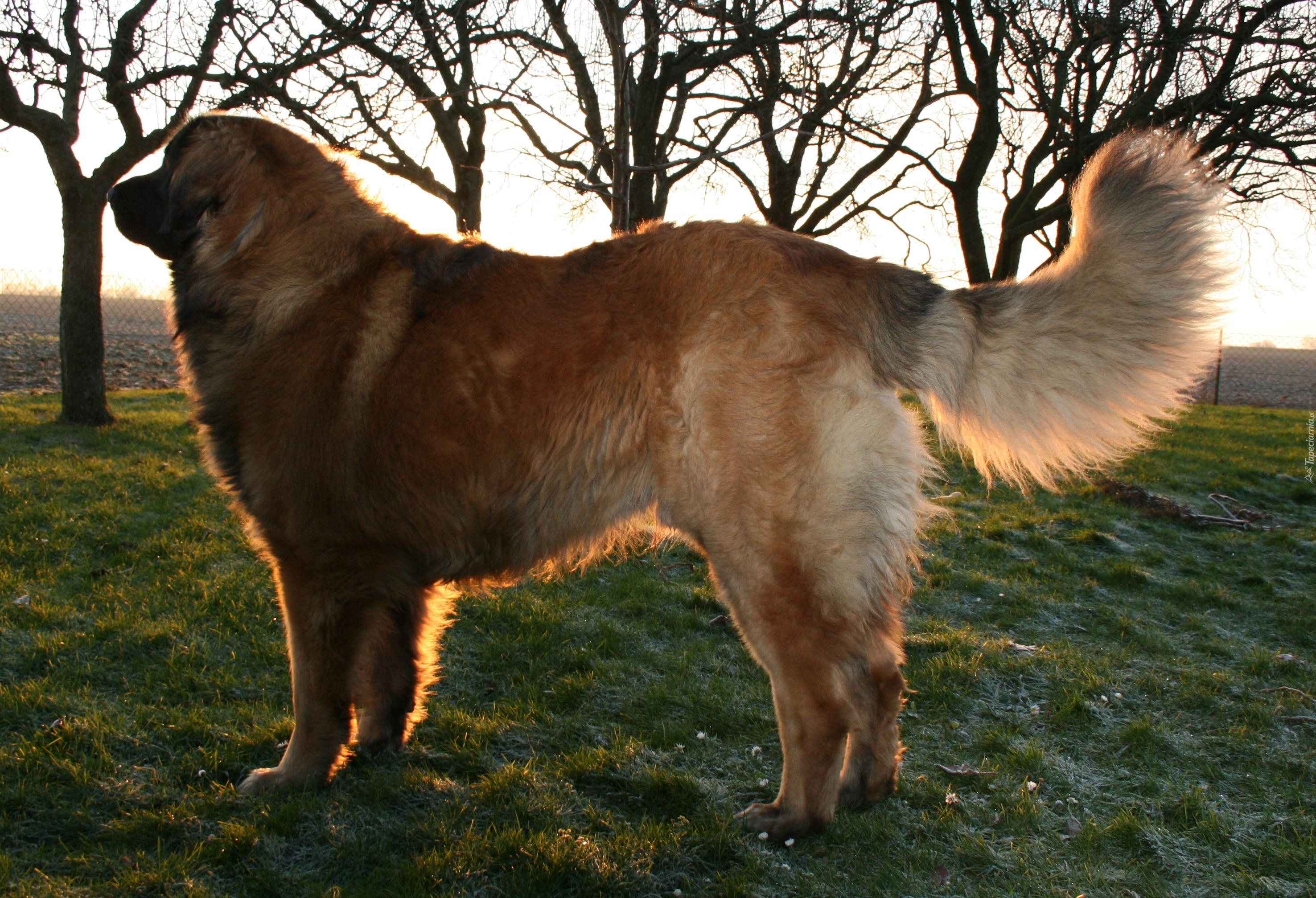 Dorosły, Leonberger