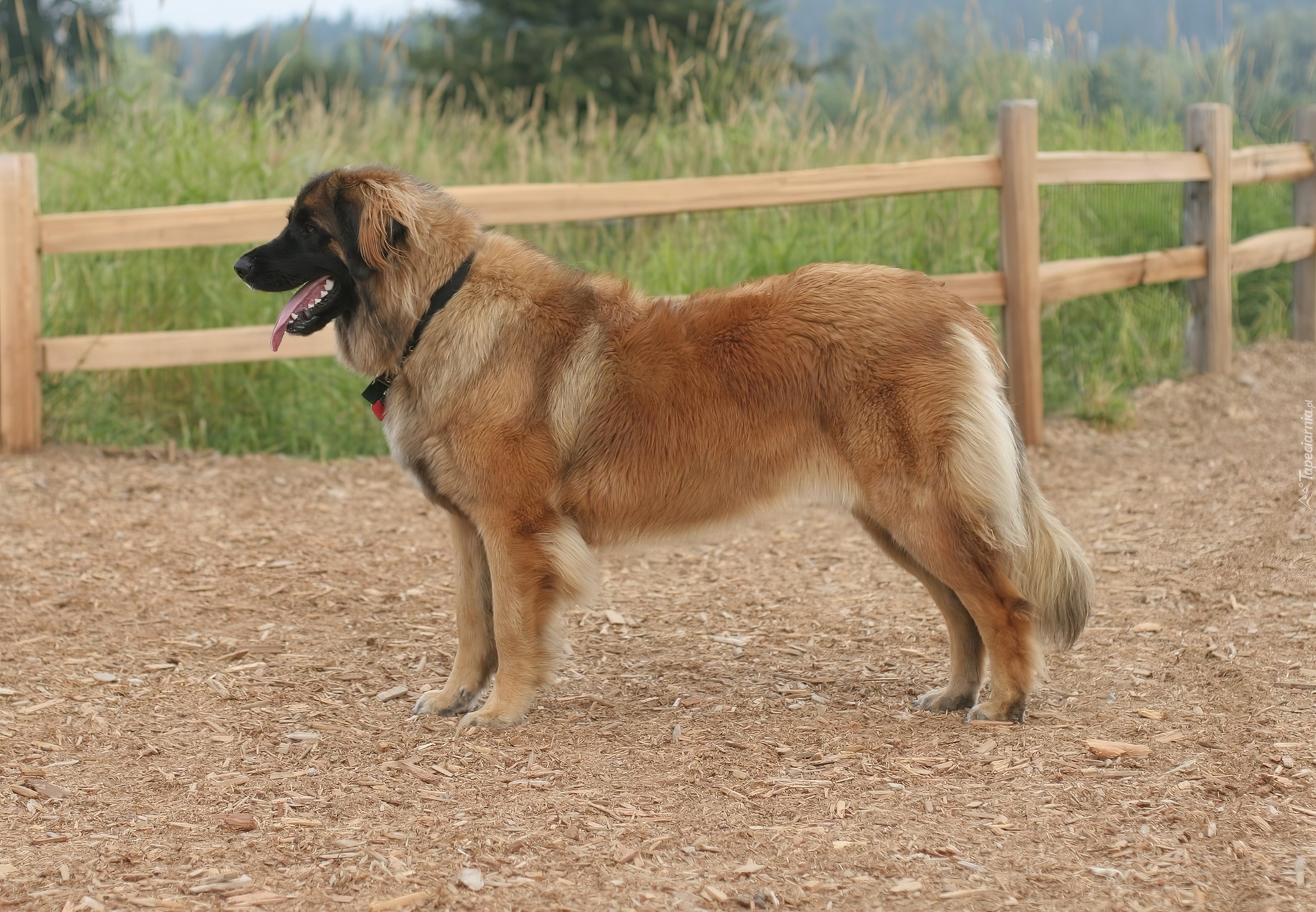 Leonberger, drewniane, ogrodzenie