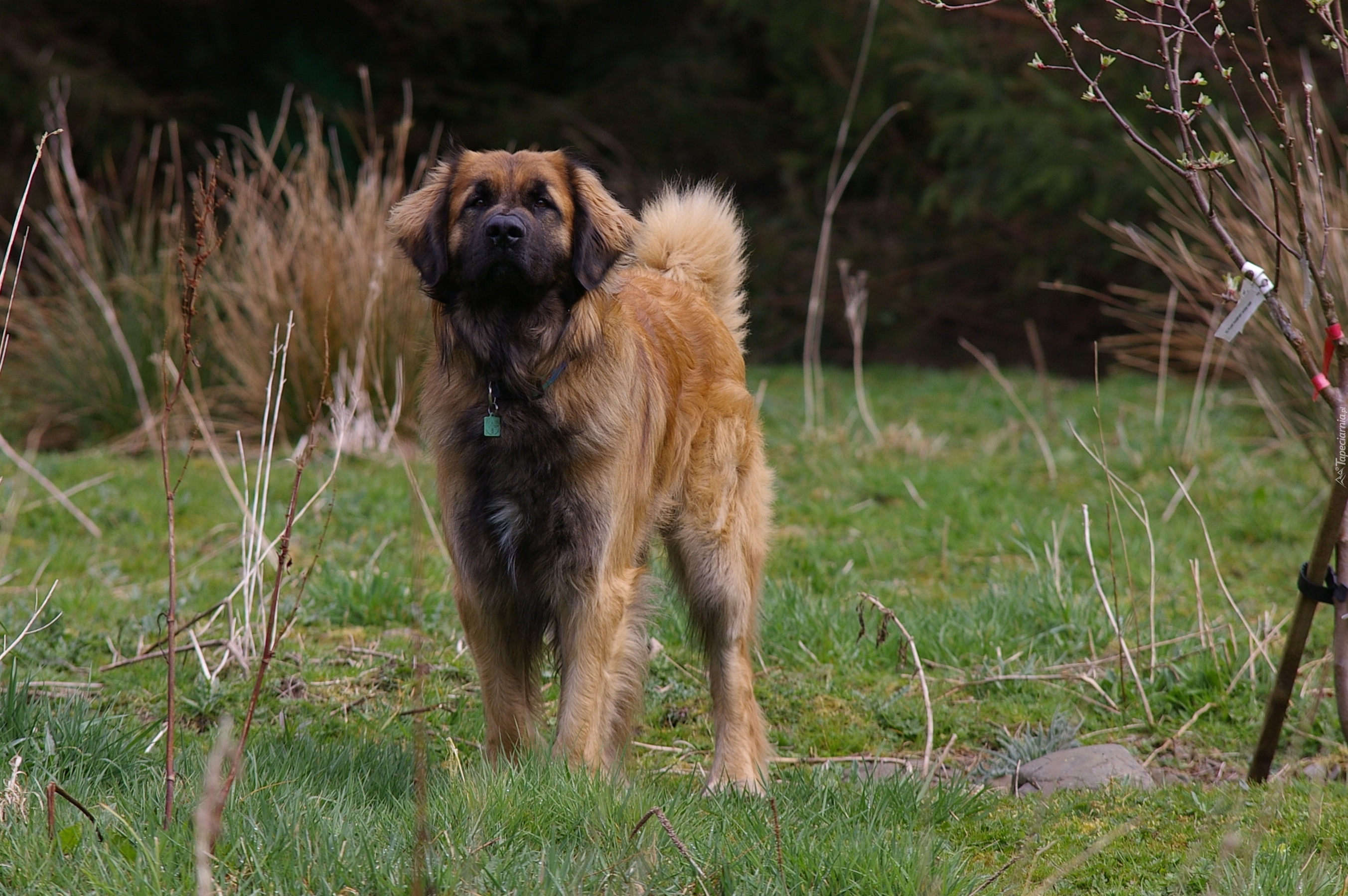 Leonberger, krzaki