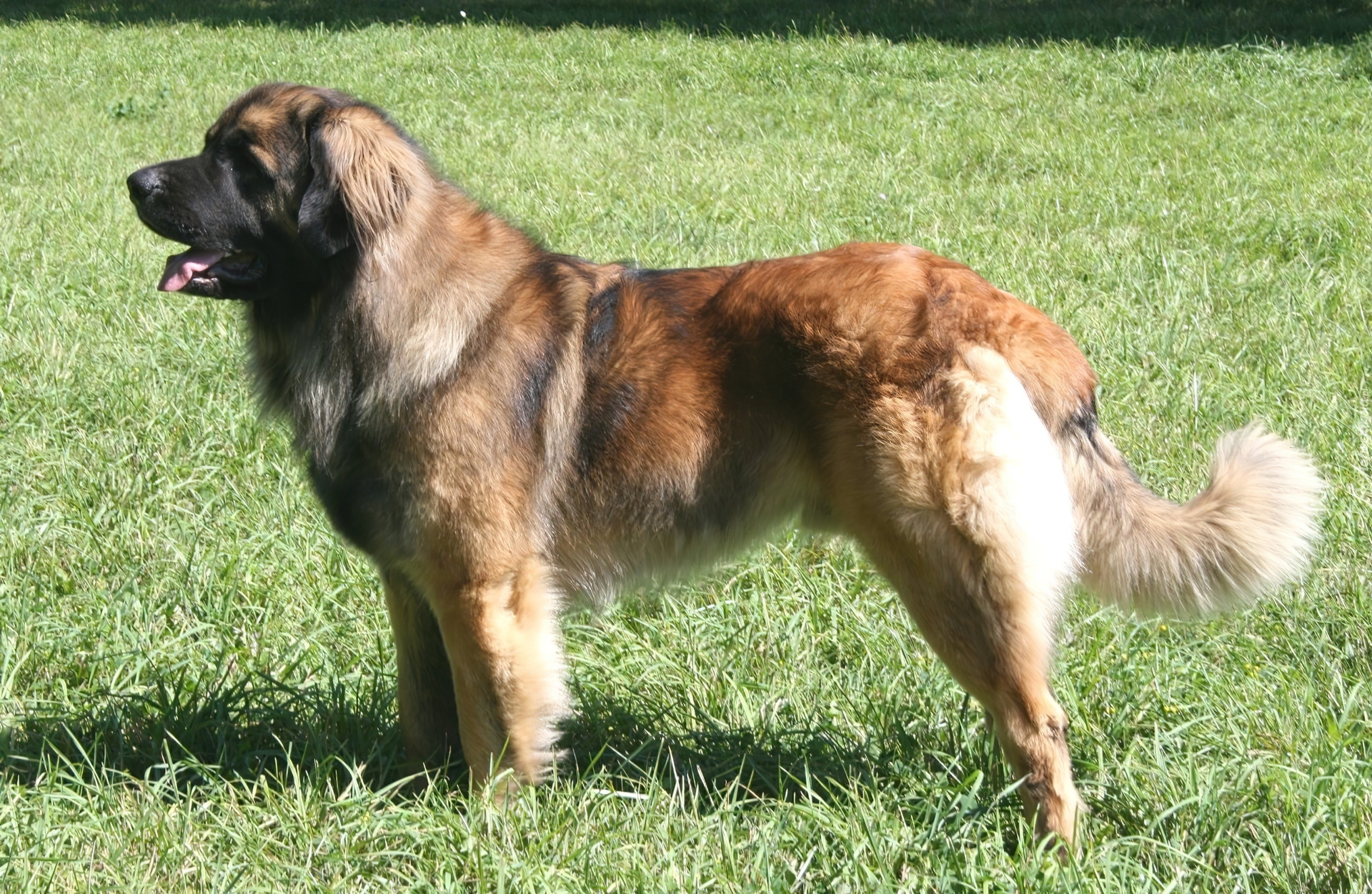 Leonberger, trawa