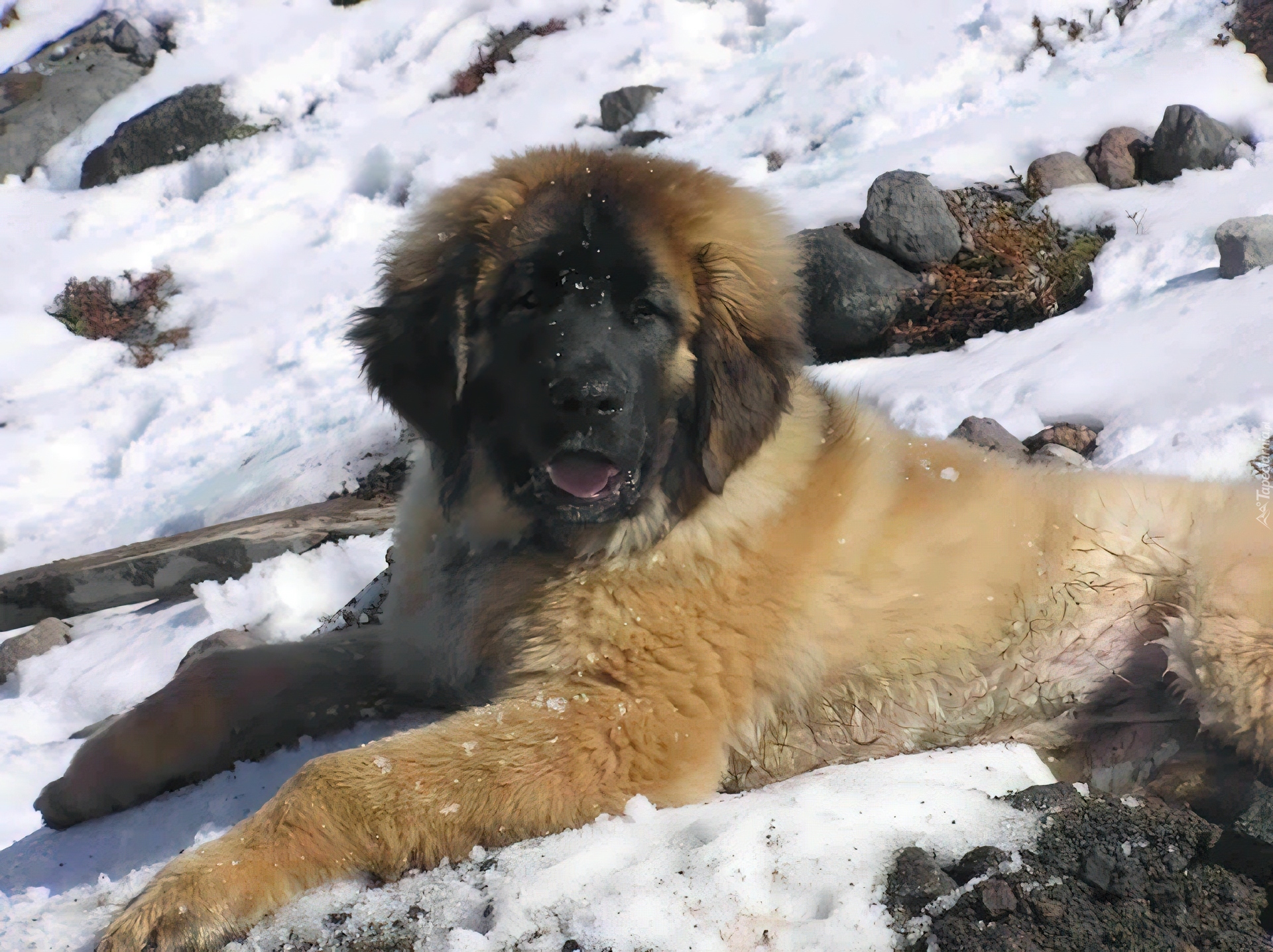 Młody, Leonberger