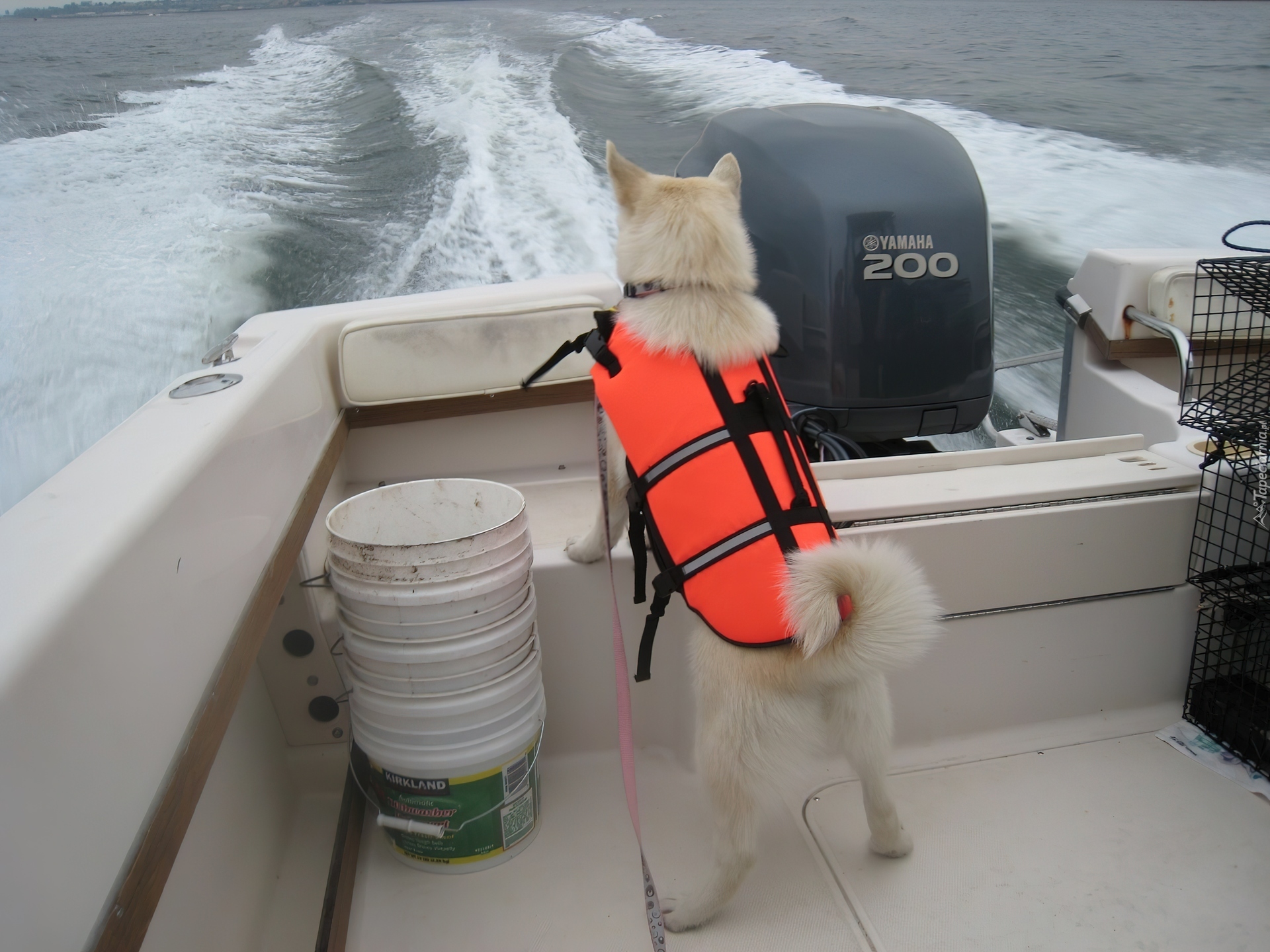 Norsk Buhund, fale, motorówka