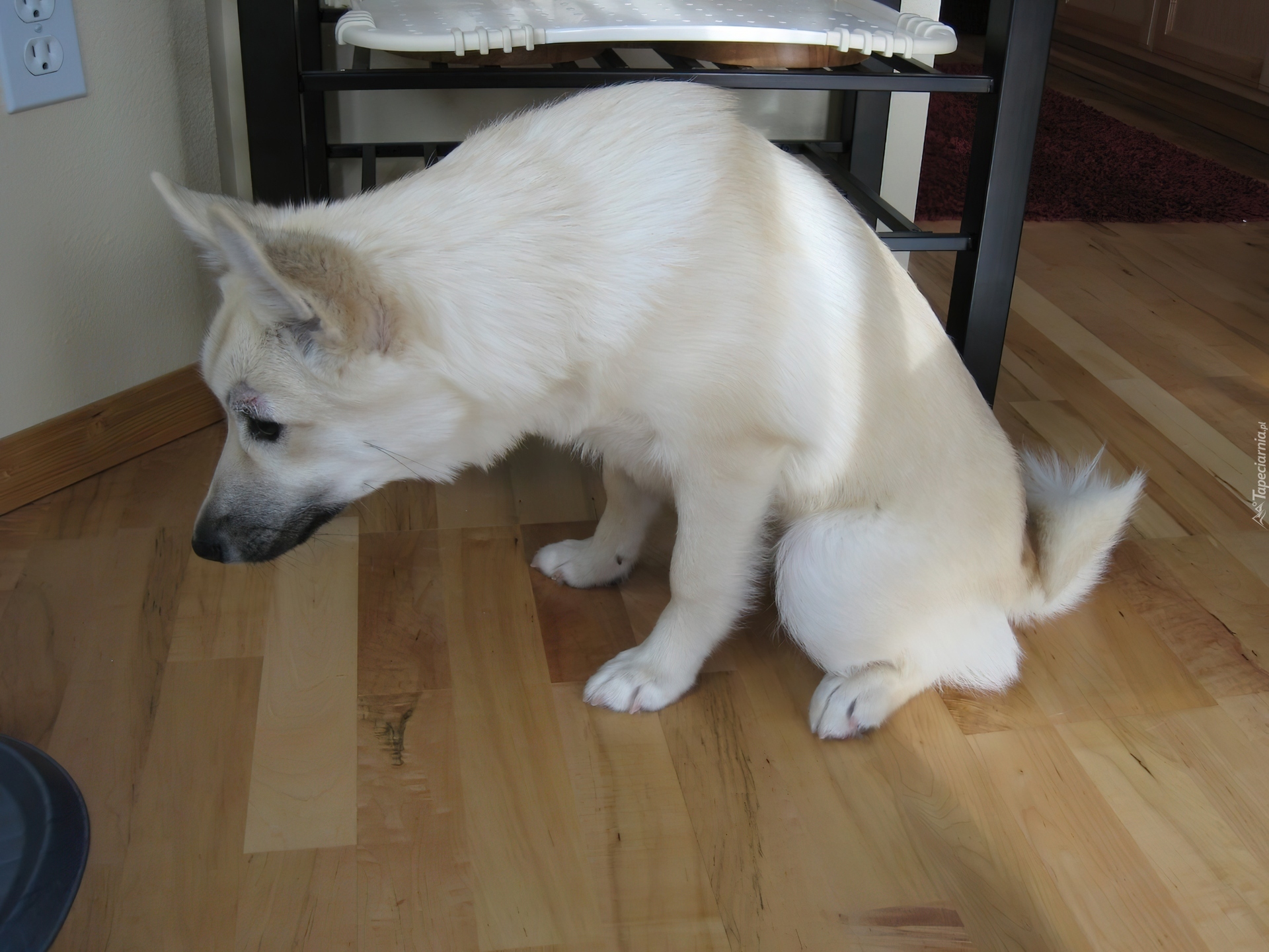 Przyczajony, Norsk Buhund