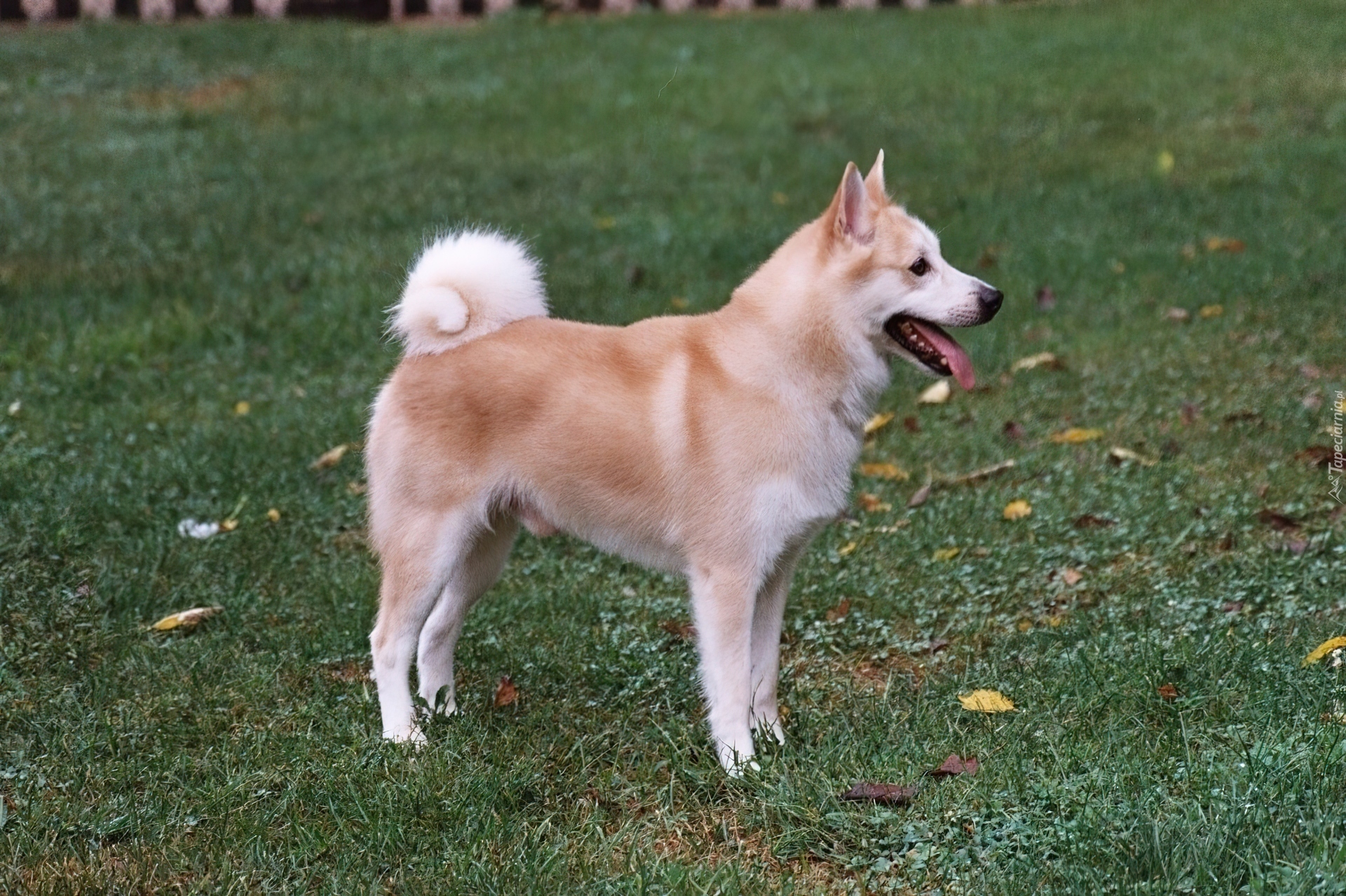 Śliczny, Norsk Buhund