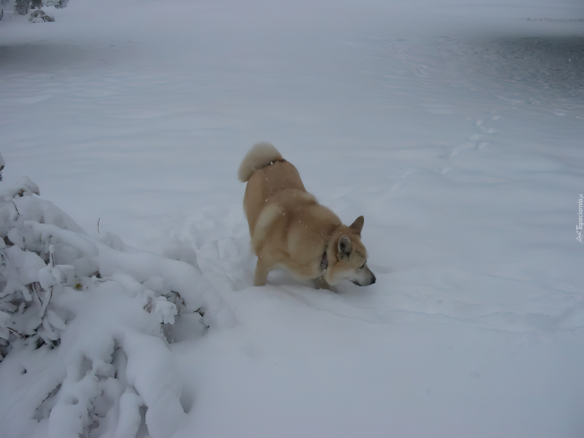 Norsk Buhund, zima