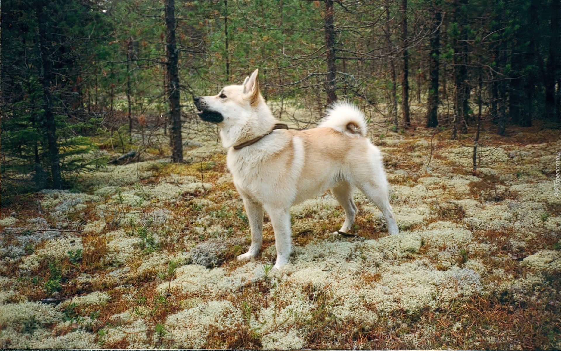 Norsk Buhund, las