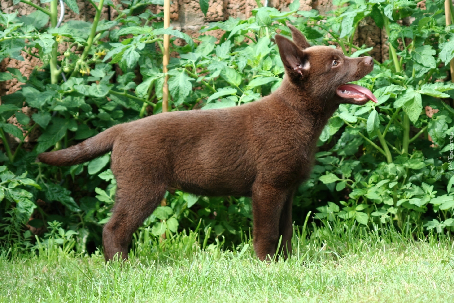 Owczarek australijski - Kelpie, Szczeniak