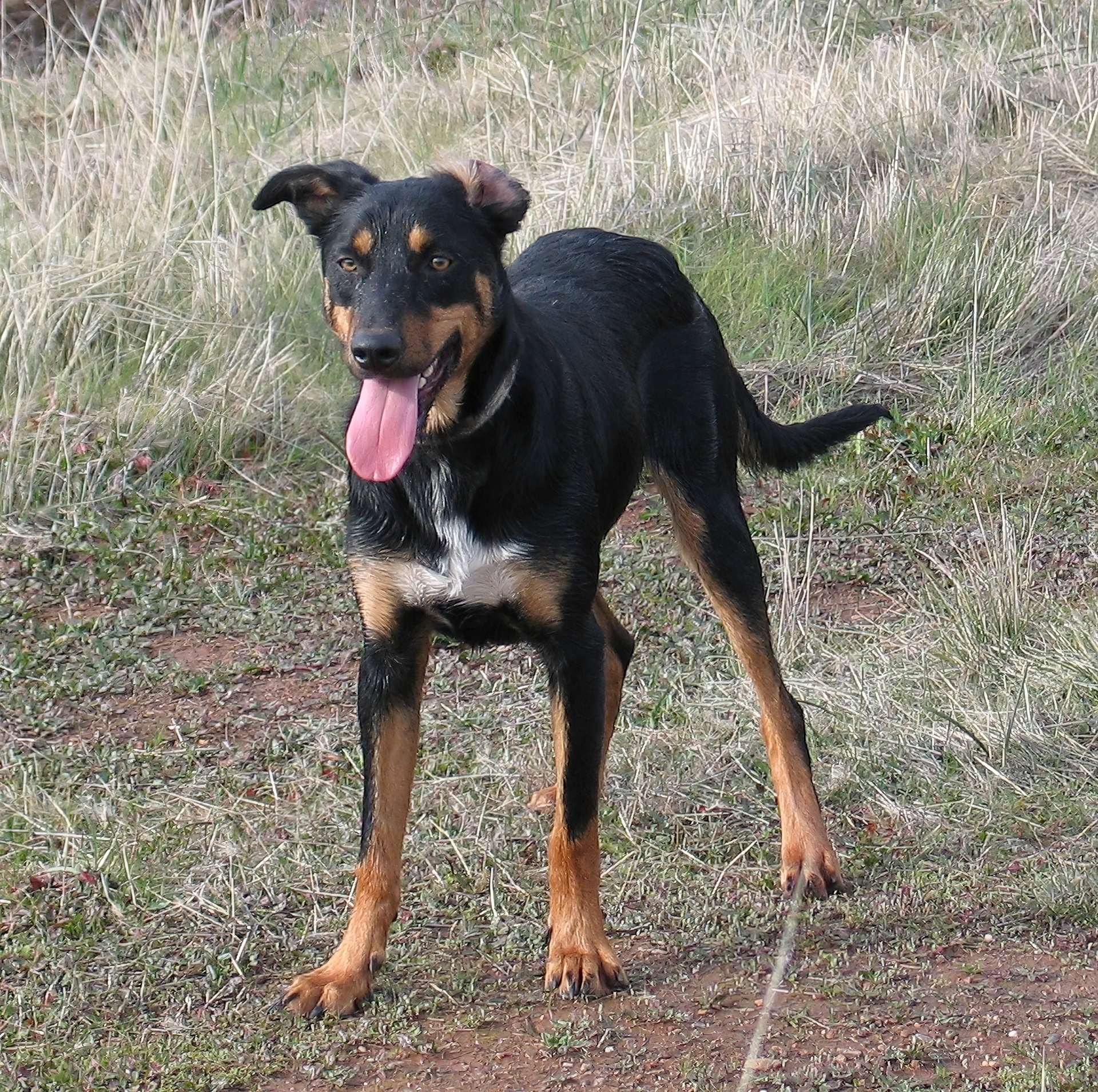 Kelpie, czarne, podpalane, umaszczenie