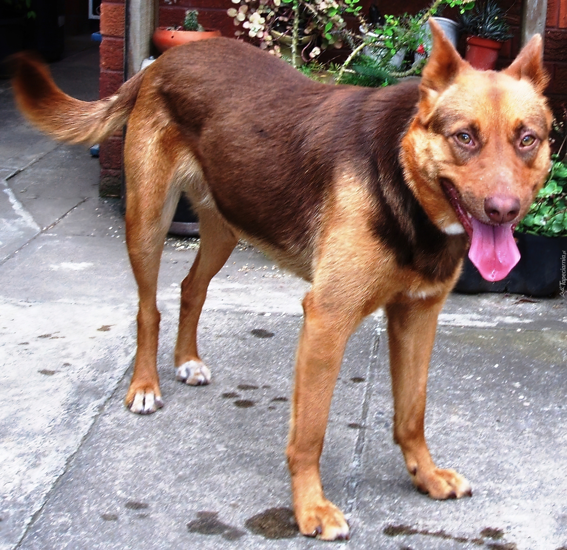 Brązowy, Owczarek australijski - Kelpie