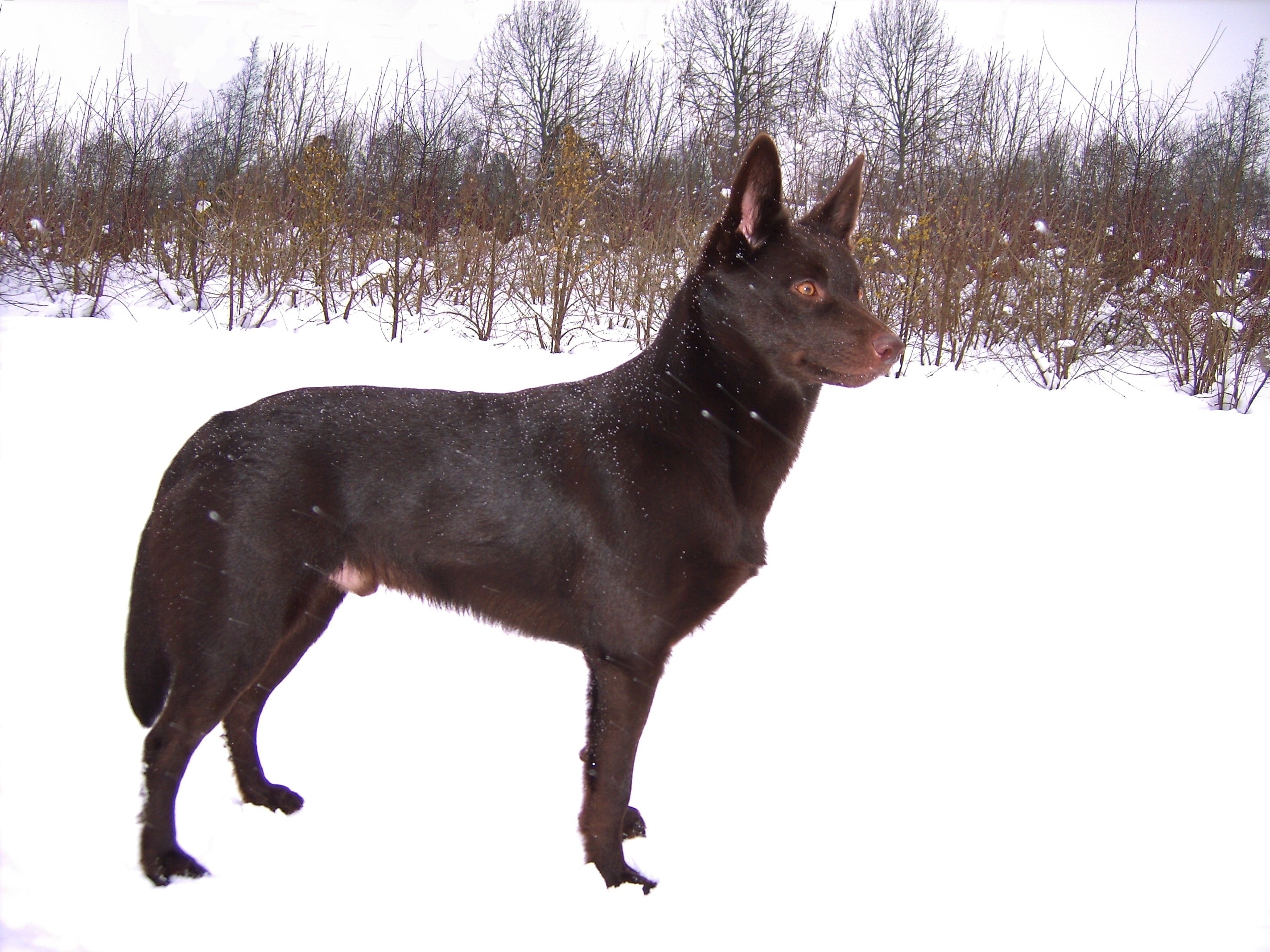 Owczarek australijski - Kelpie