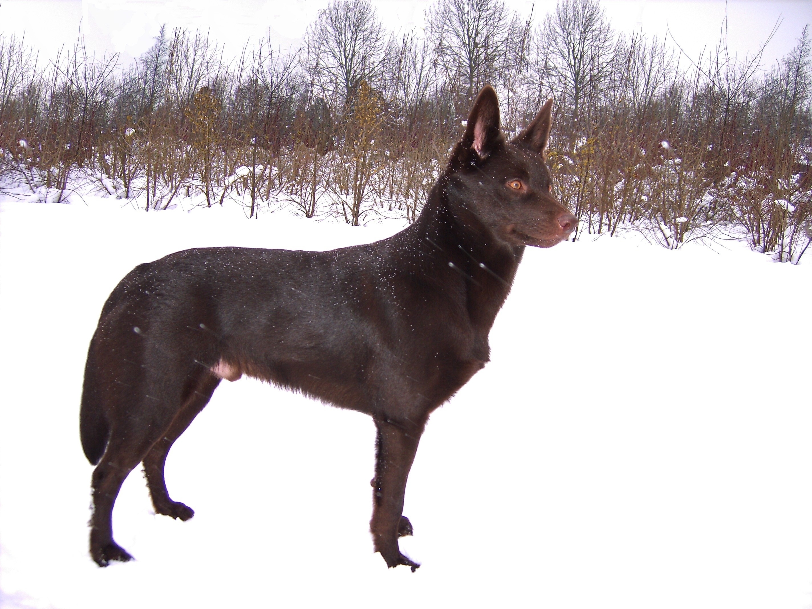 Owczarek australijski - Kelpie