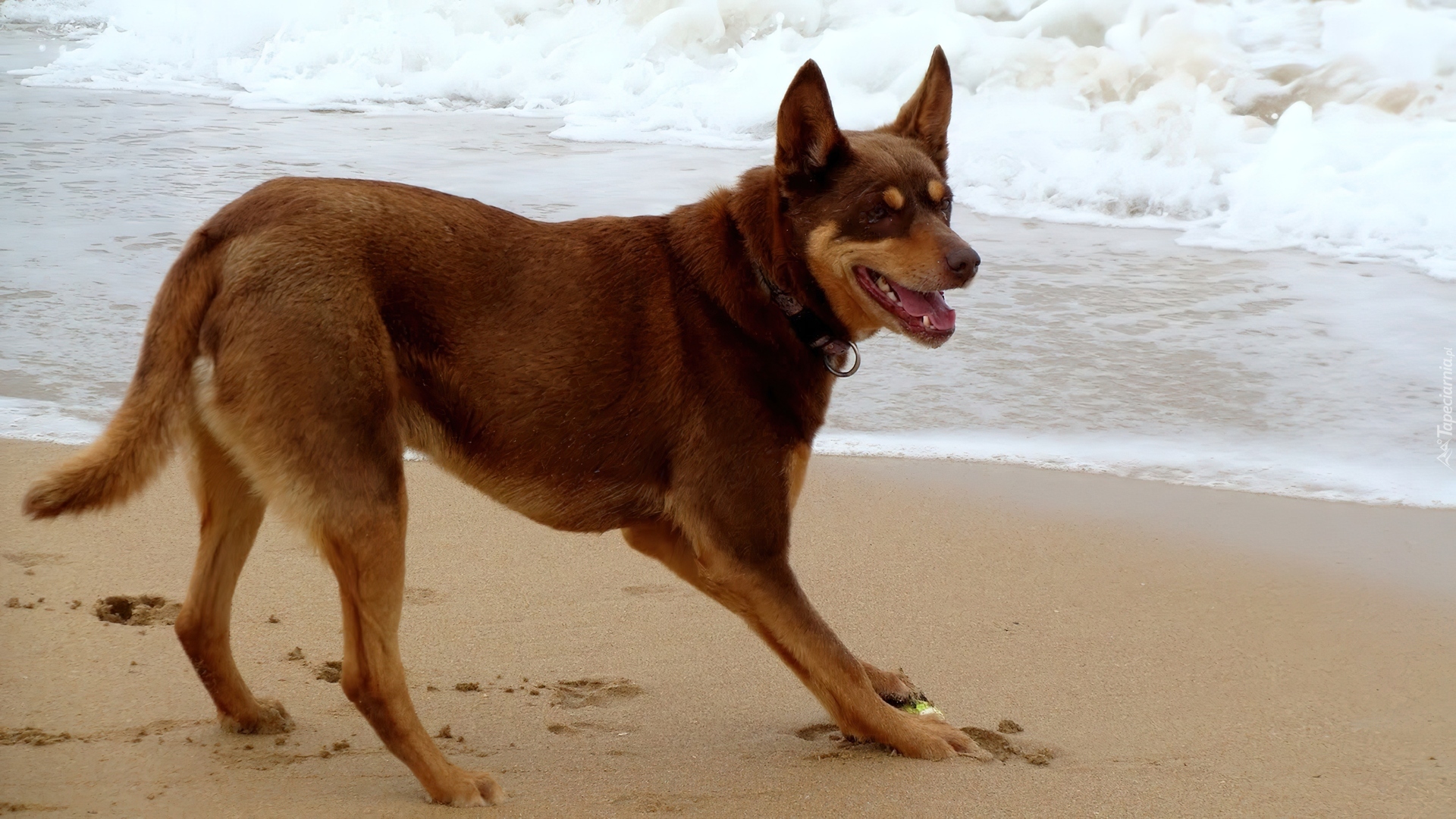 Owczarek australijski - Kelpie, piasek, fale