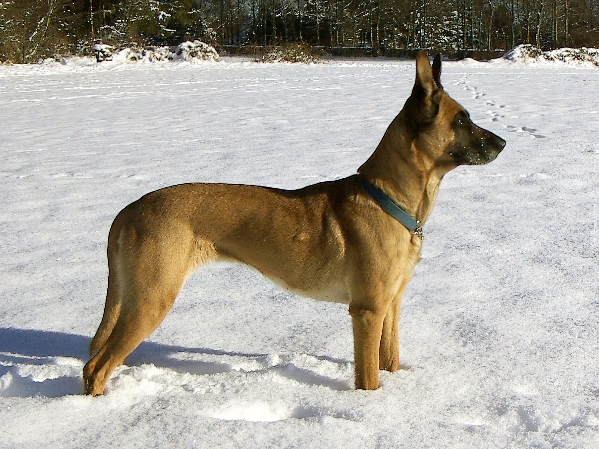 Owczarek belgijski Malinois