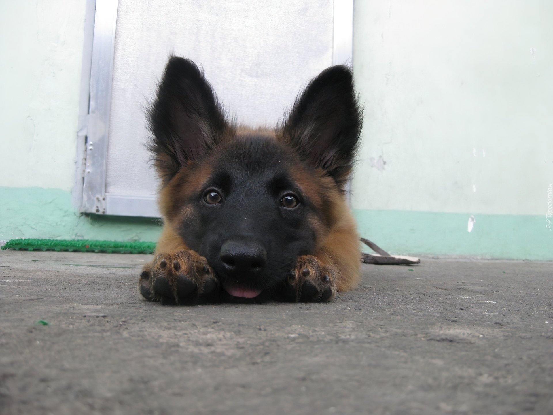 Głowa, łapki, Owczarka belgijskiego Malinoisa