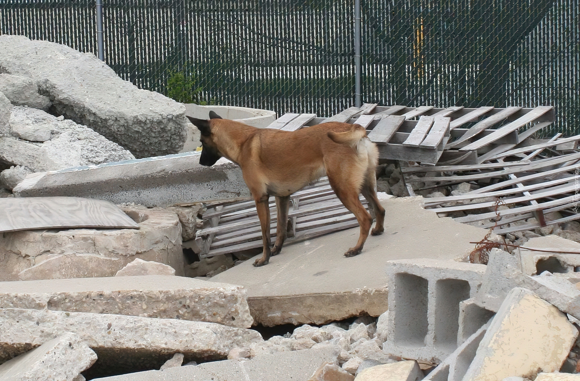 Owczarek belgijski Malinois, gruzy