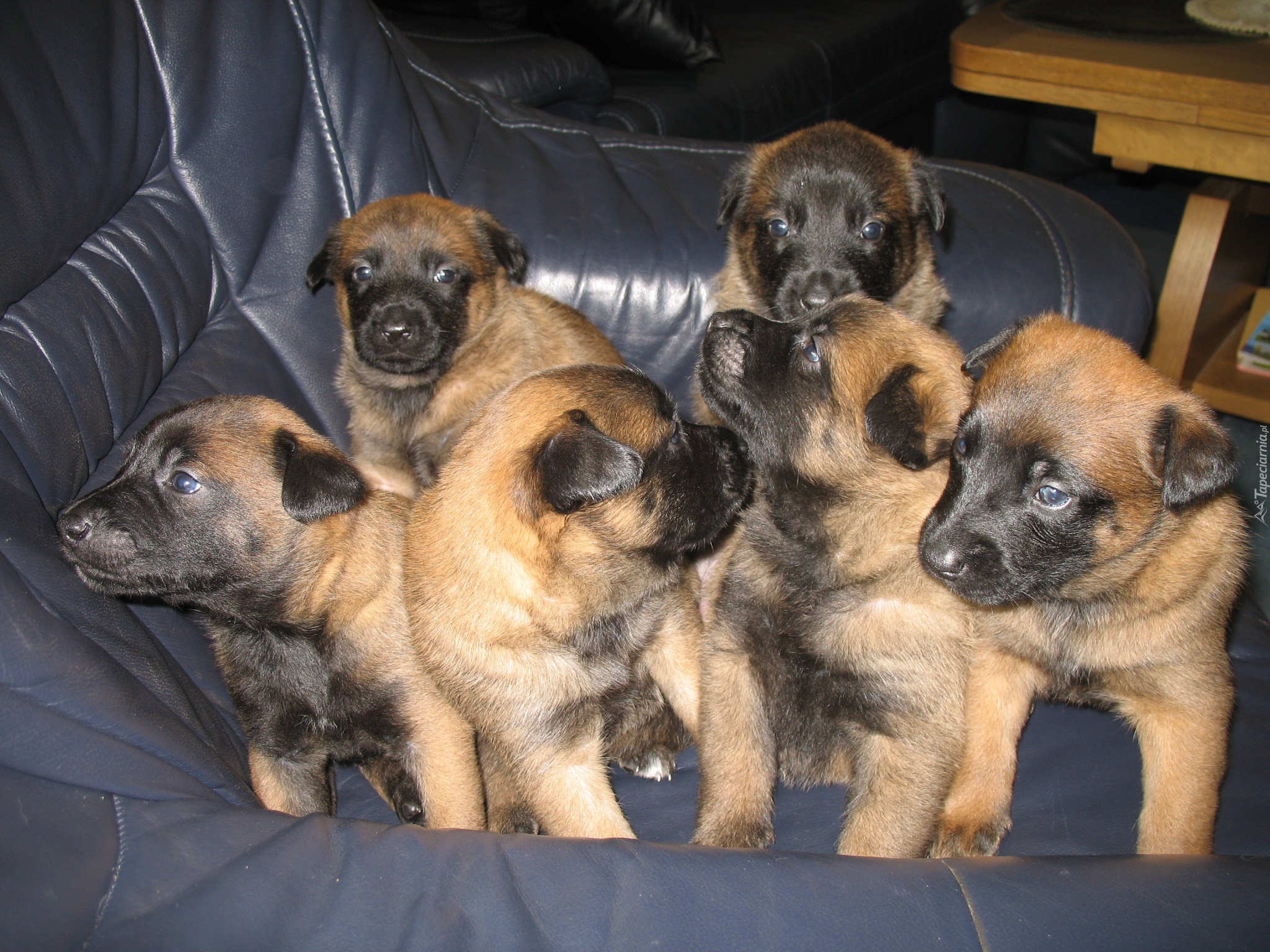 Sześć, szczeniaków, Owczarki belgijskie Malinois