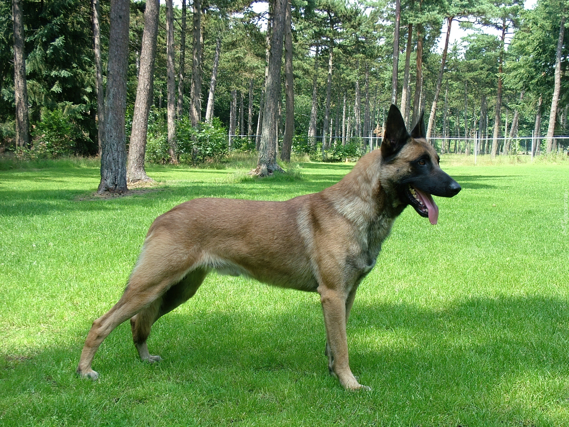 Owczarek belgijski Malinois, trawa, drzewa