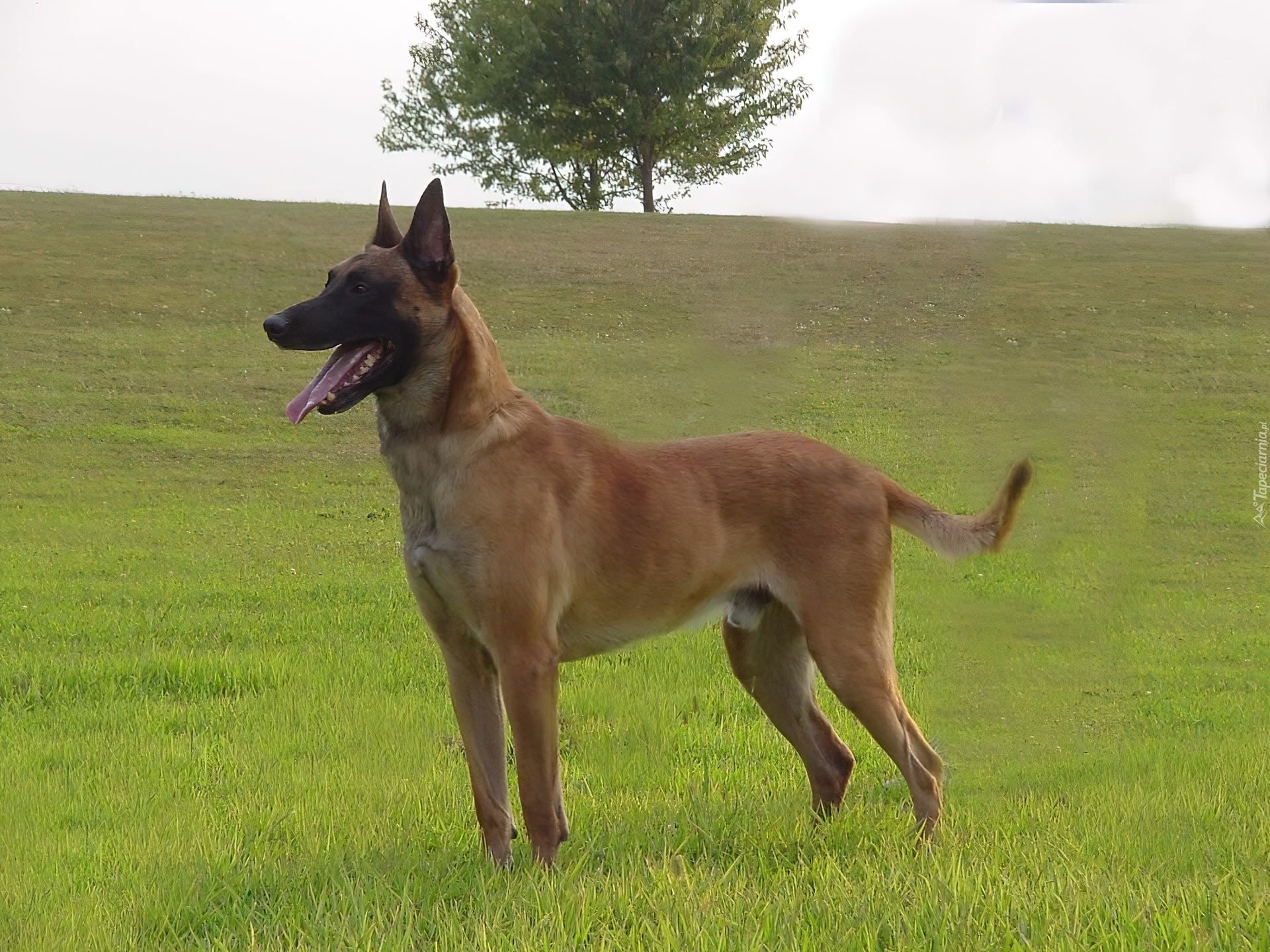 Owczarek belgijski Malinois, drzewo