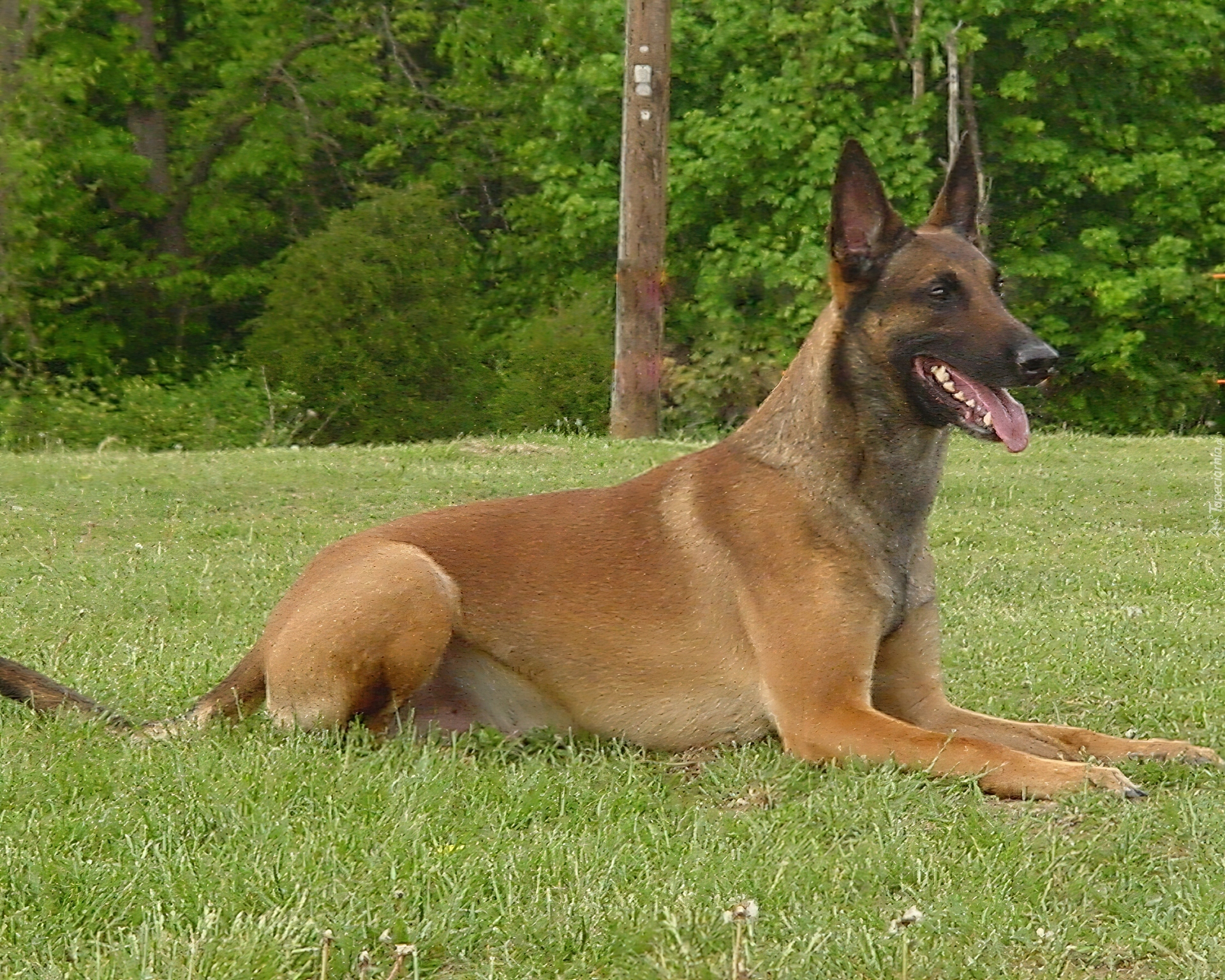 Owczarek belgijski Malinois, postawione, uszy