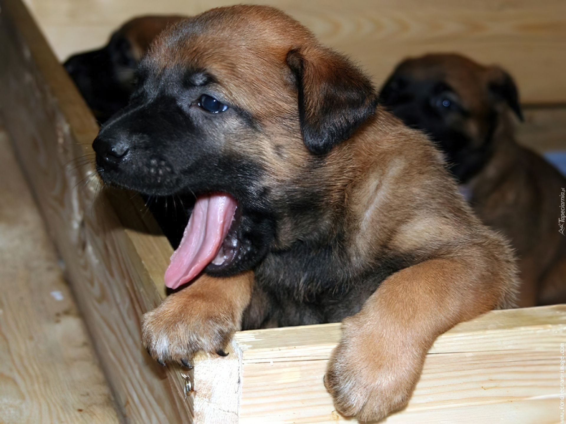 Owczarek belgijski Malinois, słodka, mordka