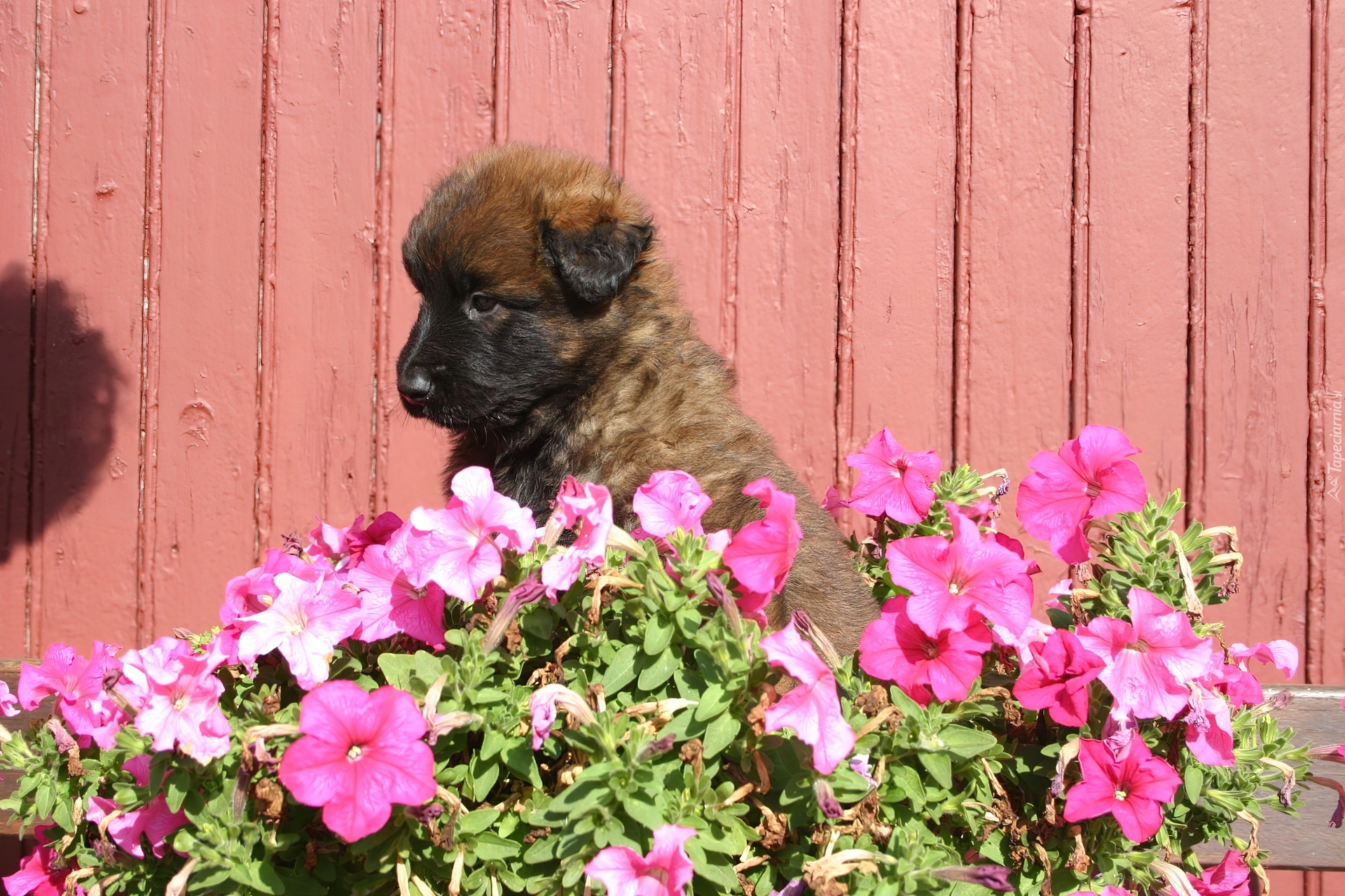 Szczeniak, Leonberger