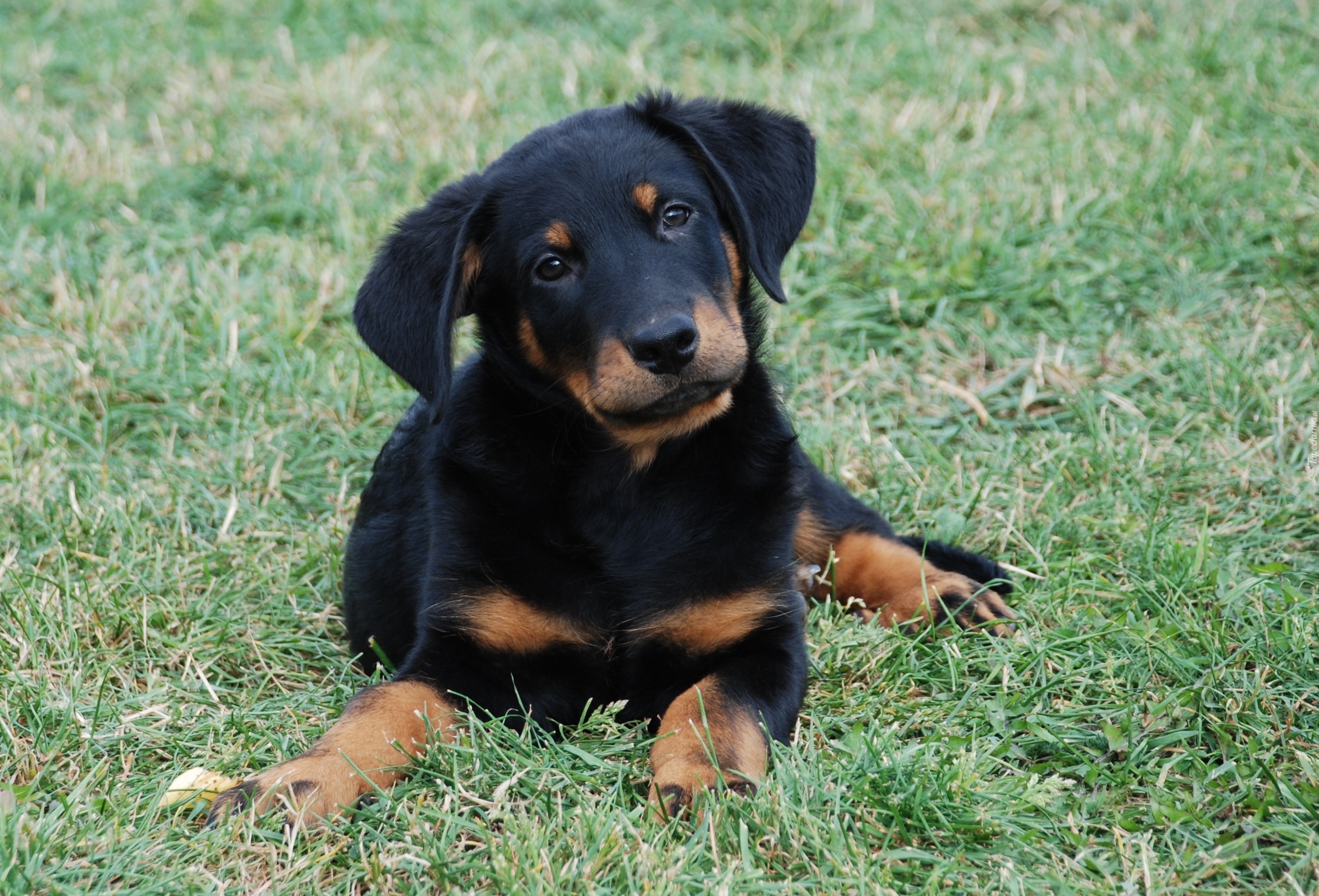 Młody, Owczarek francuski Beauceron