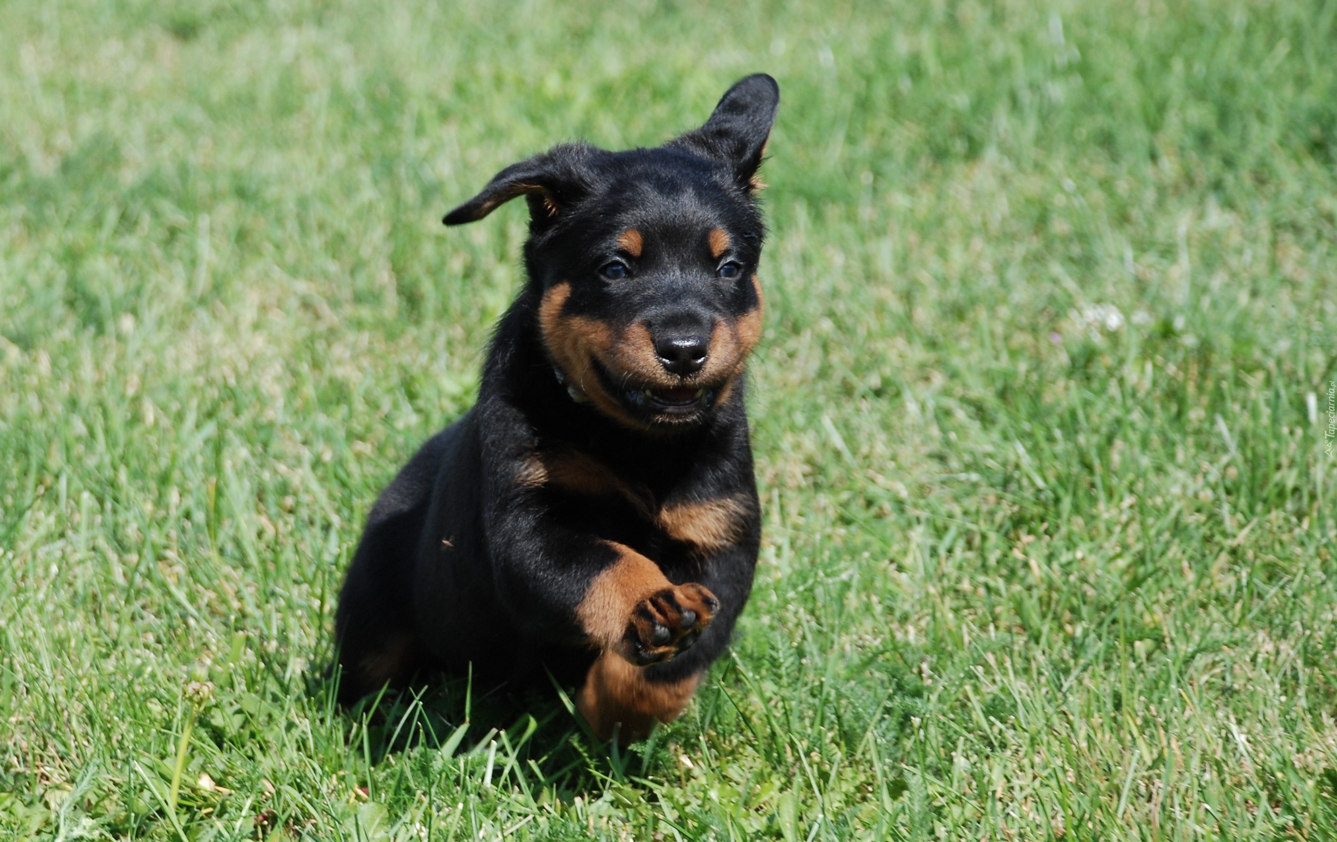 Biegnący, Owczarek francuski Beauceron