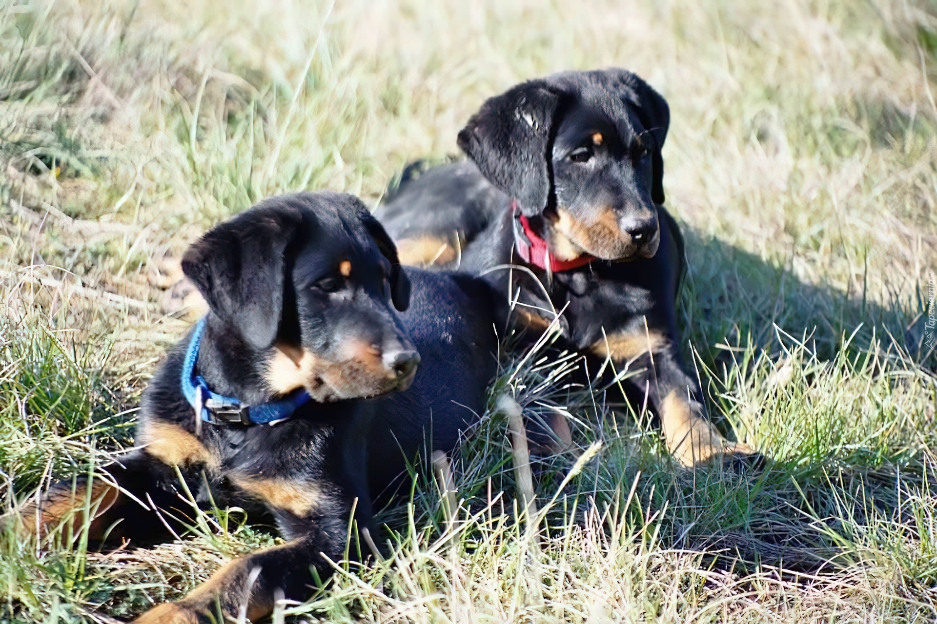 Dwa, młode, Owczarki francuskie Beaucerony