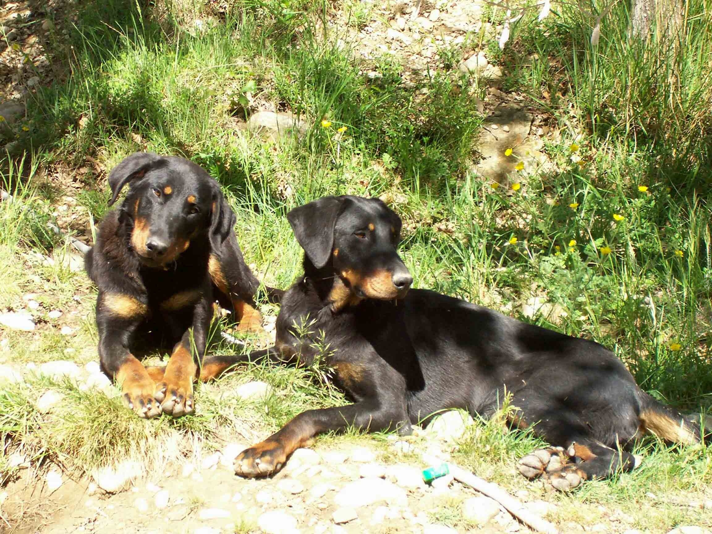 Dwa, leżące, Beaucerony