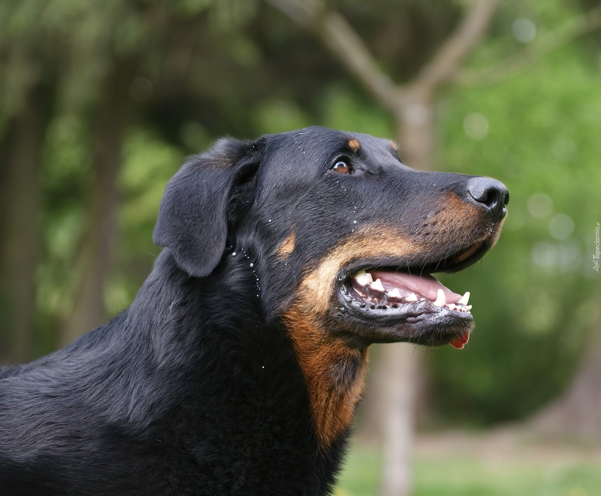 Pysk, Owczarka francuskiego Beaucerona