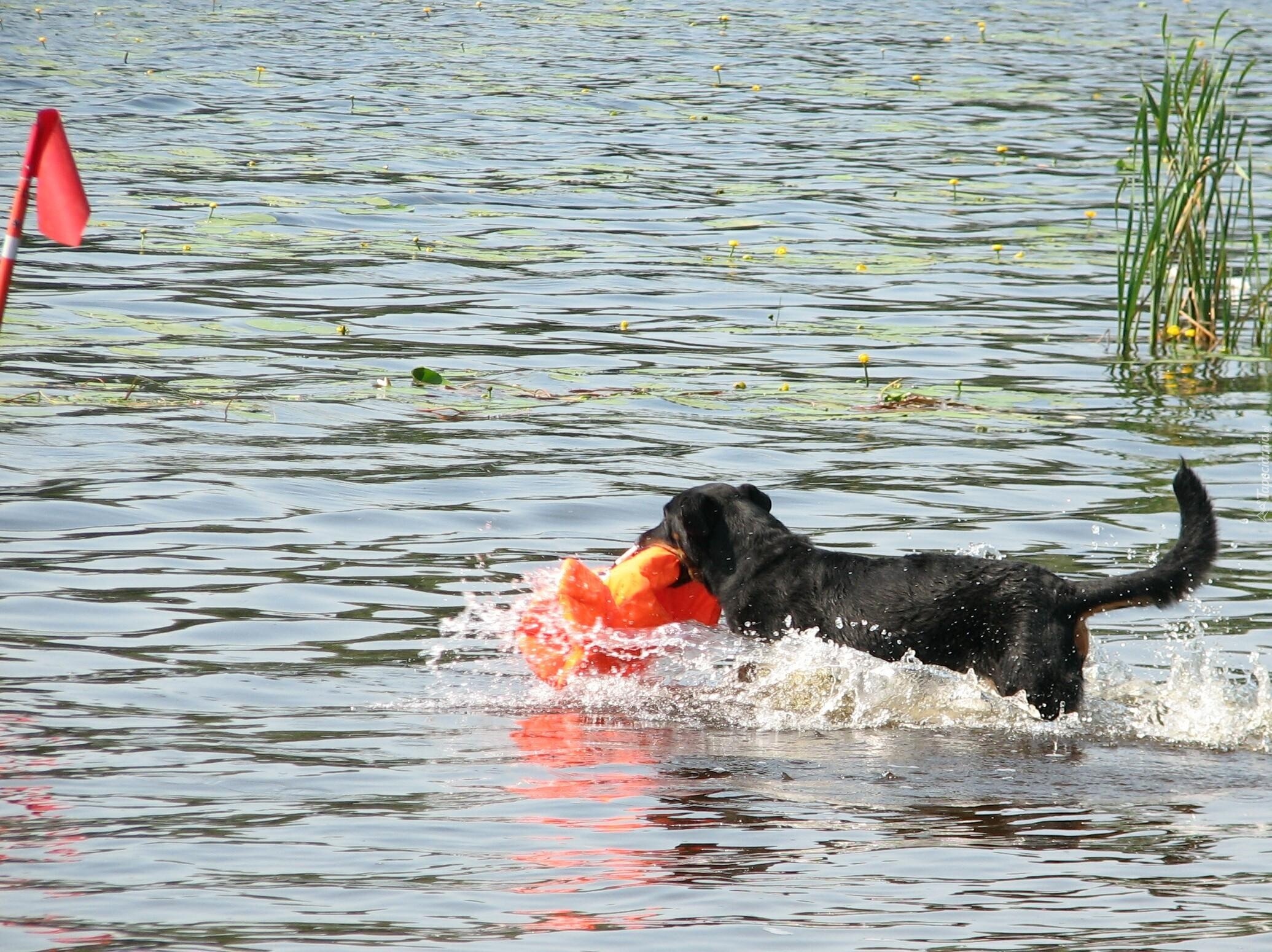 Owczarek francuski Beauceron, woda