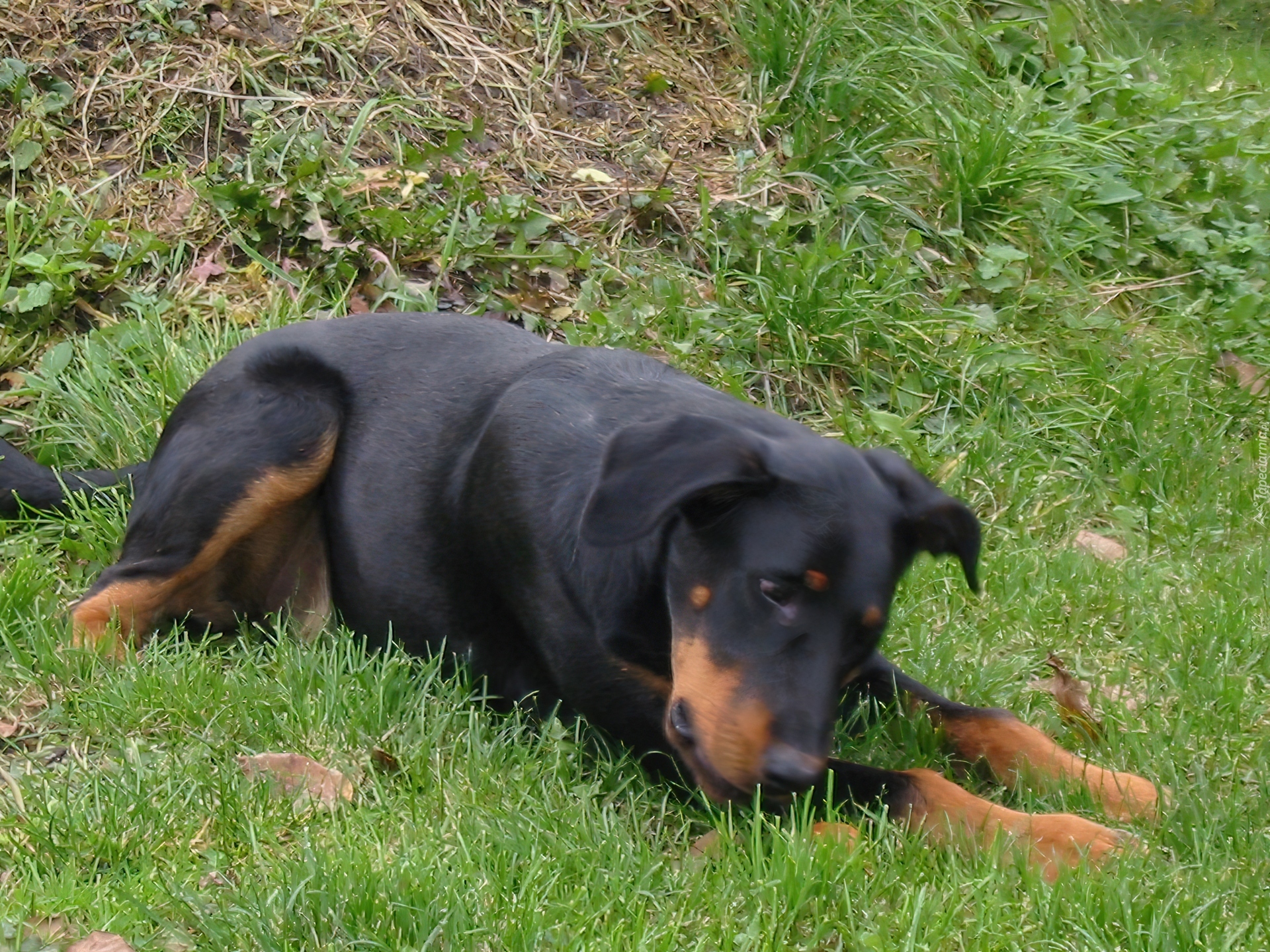 Czarny, Beauceron