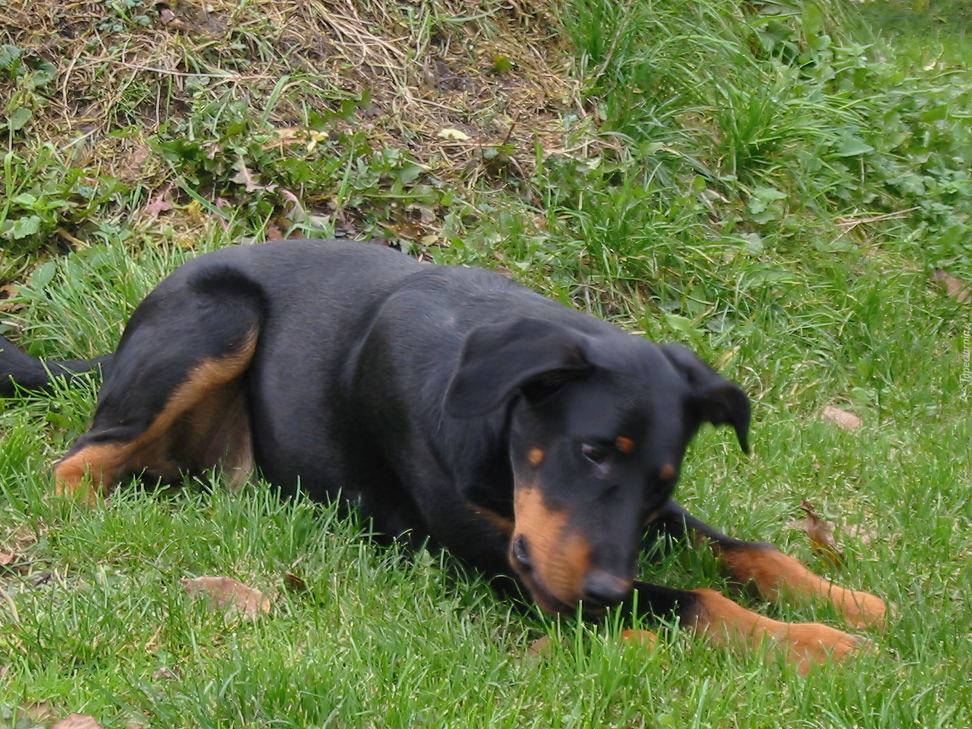 Czarny, Beauceron