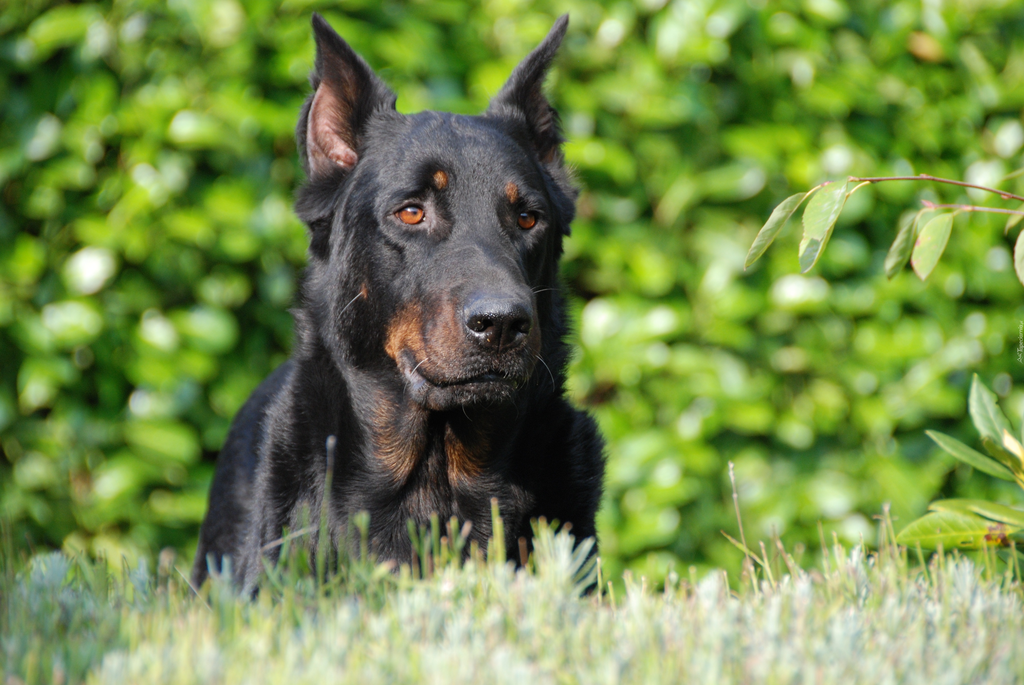 Głowa, Owczarka francuskiego Beaucerona