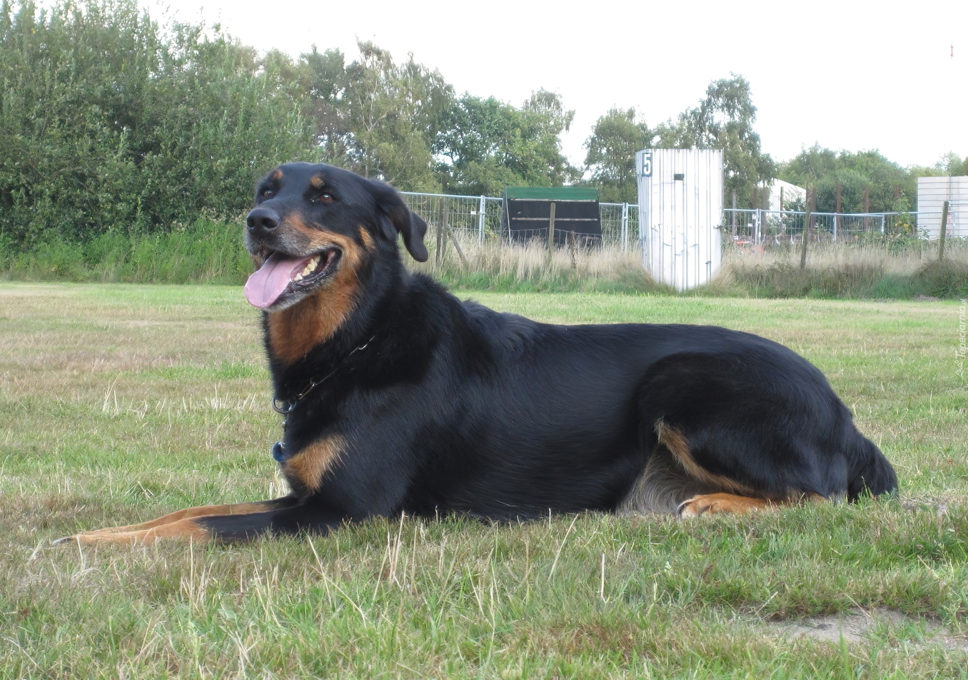 Beauceron