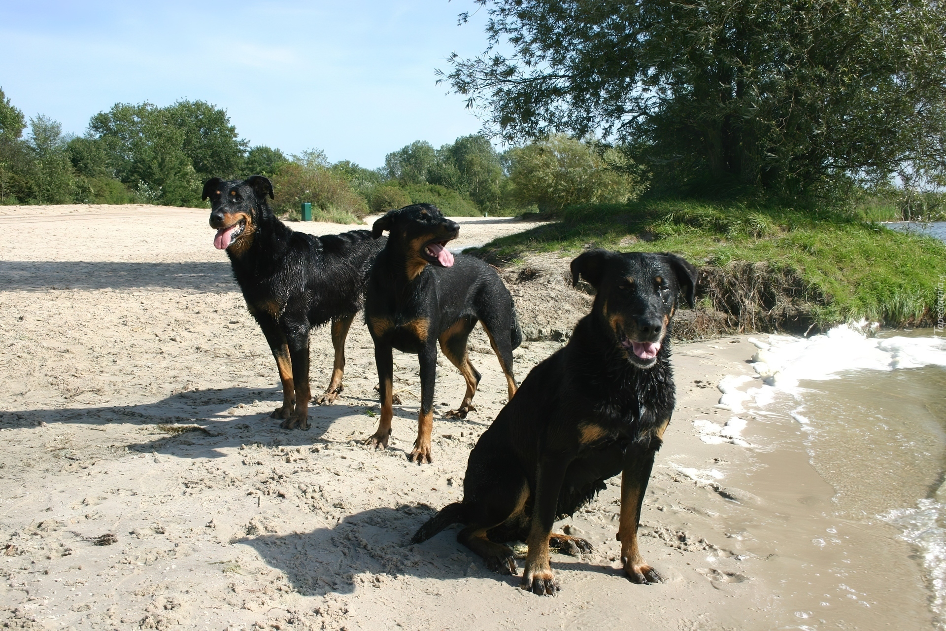 Trzy, czarne, Owczarki francuskie Beaucerony